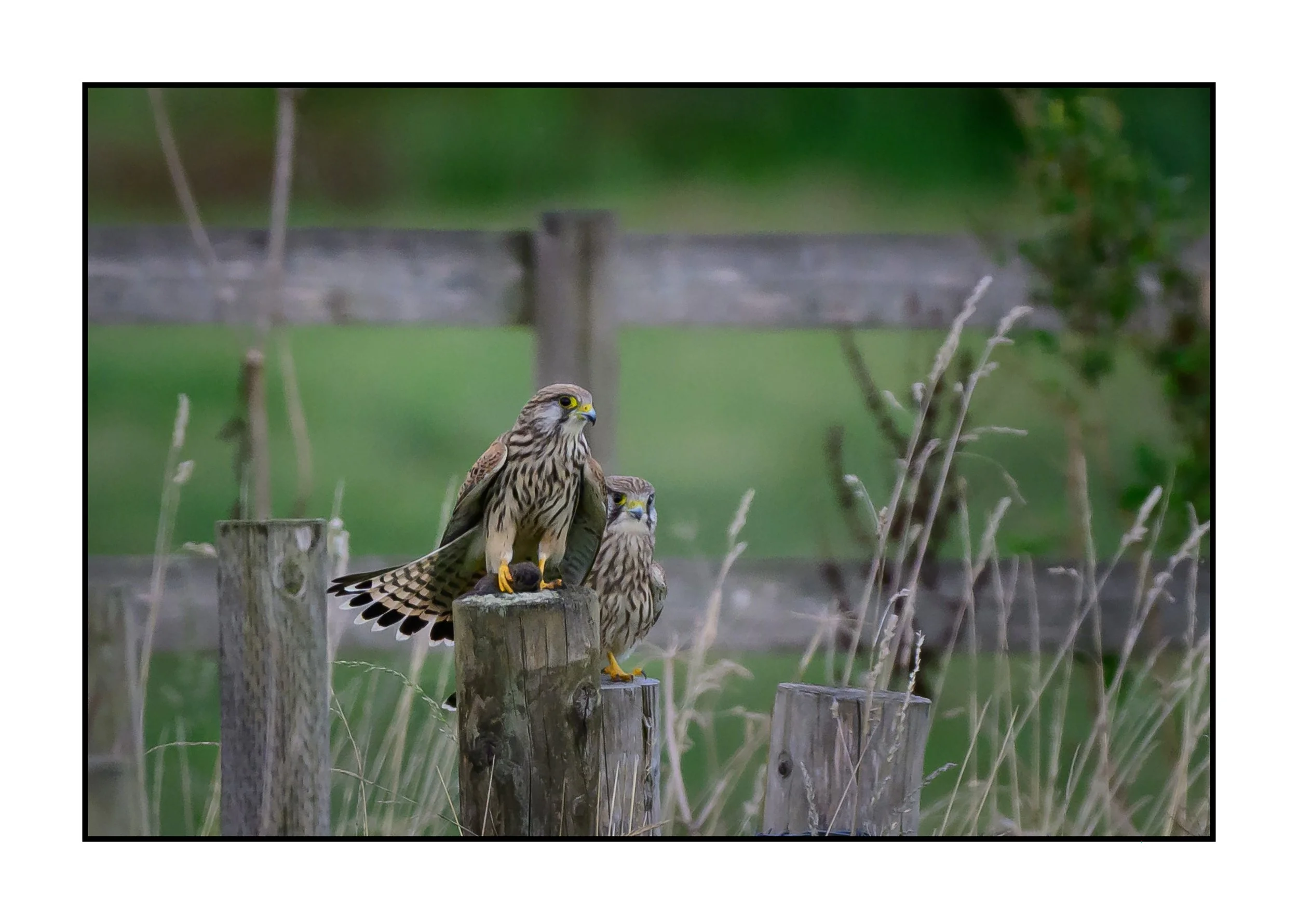 Kestrel Falcon
