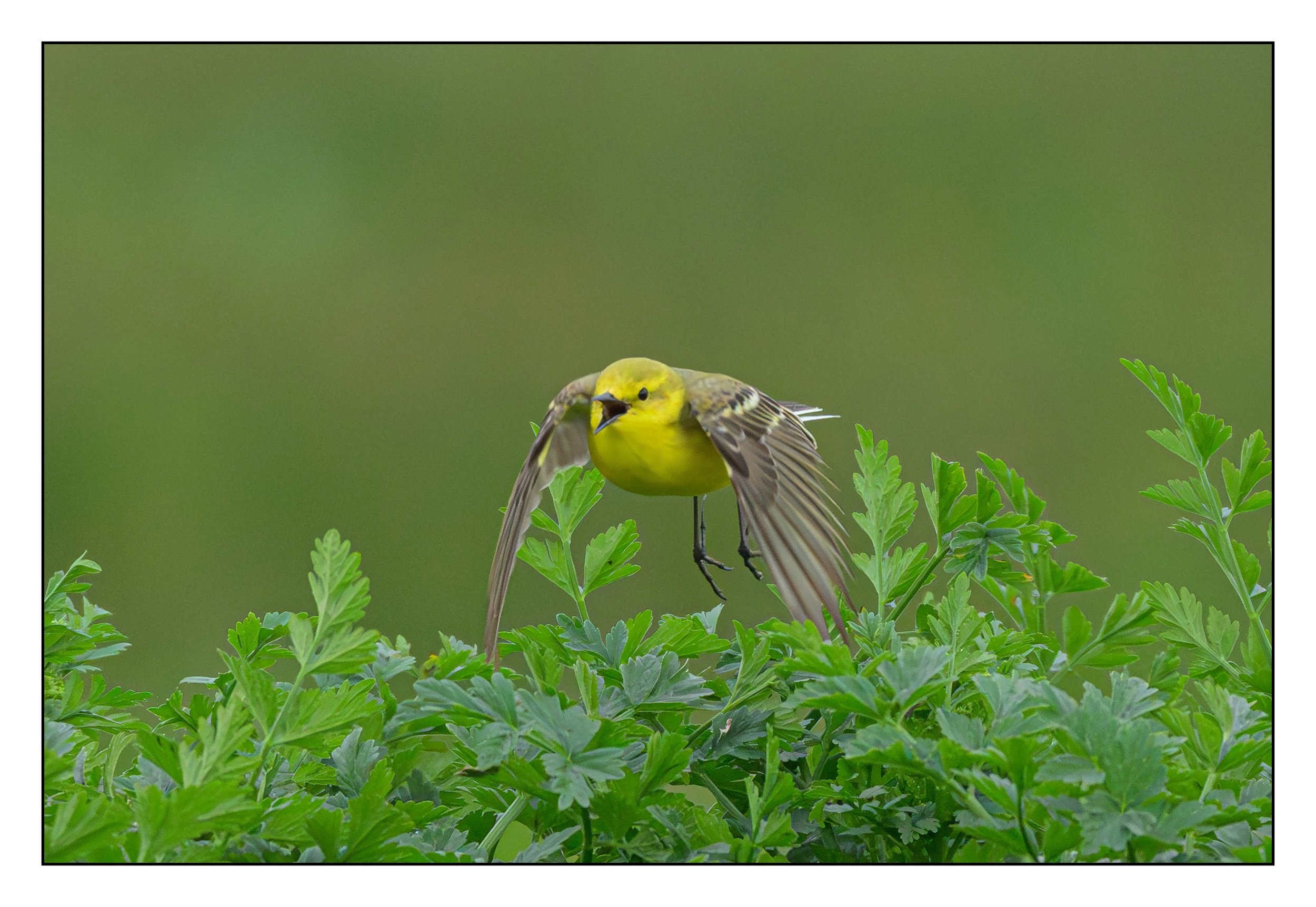 Song Birds_0029.jpg