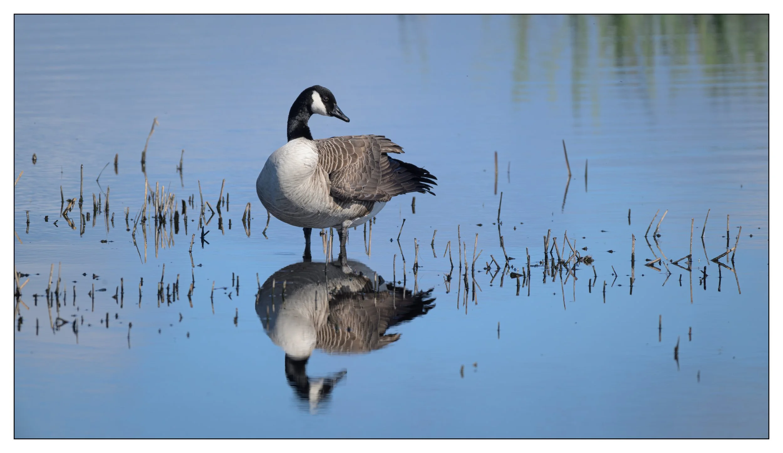 Canada Goose