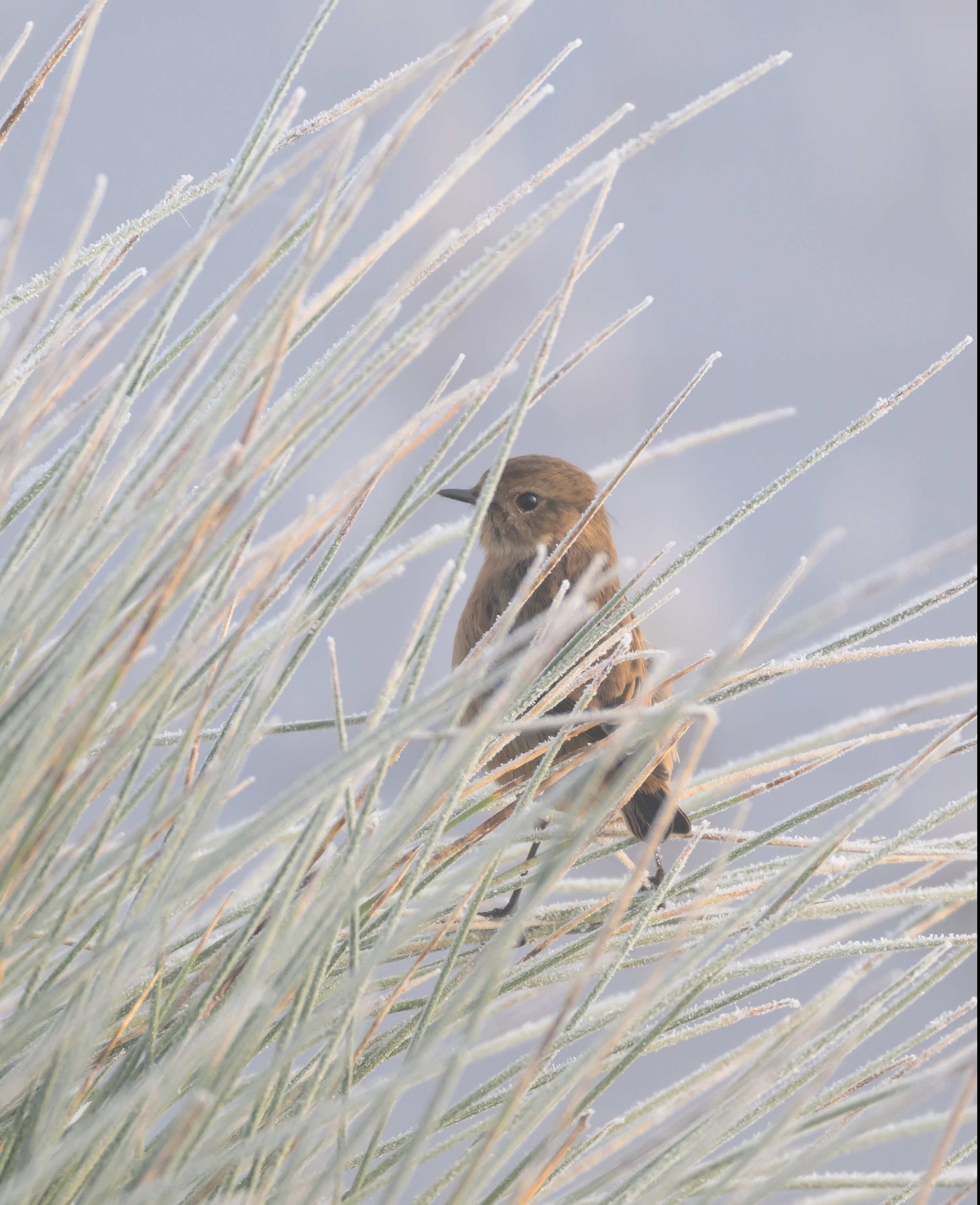 Song Birds_0016.jpg