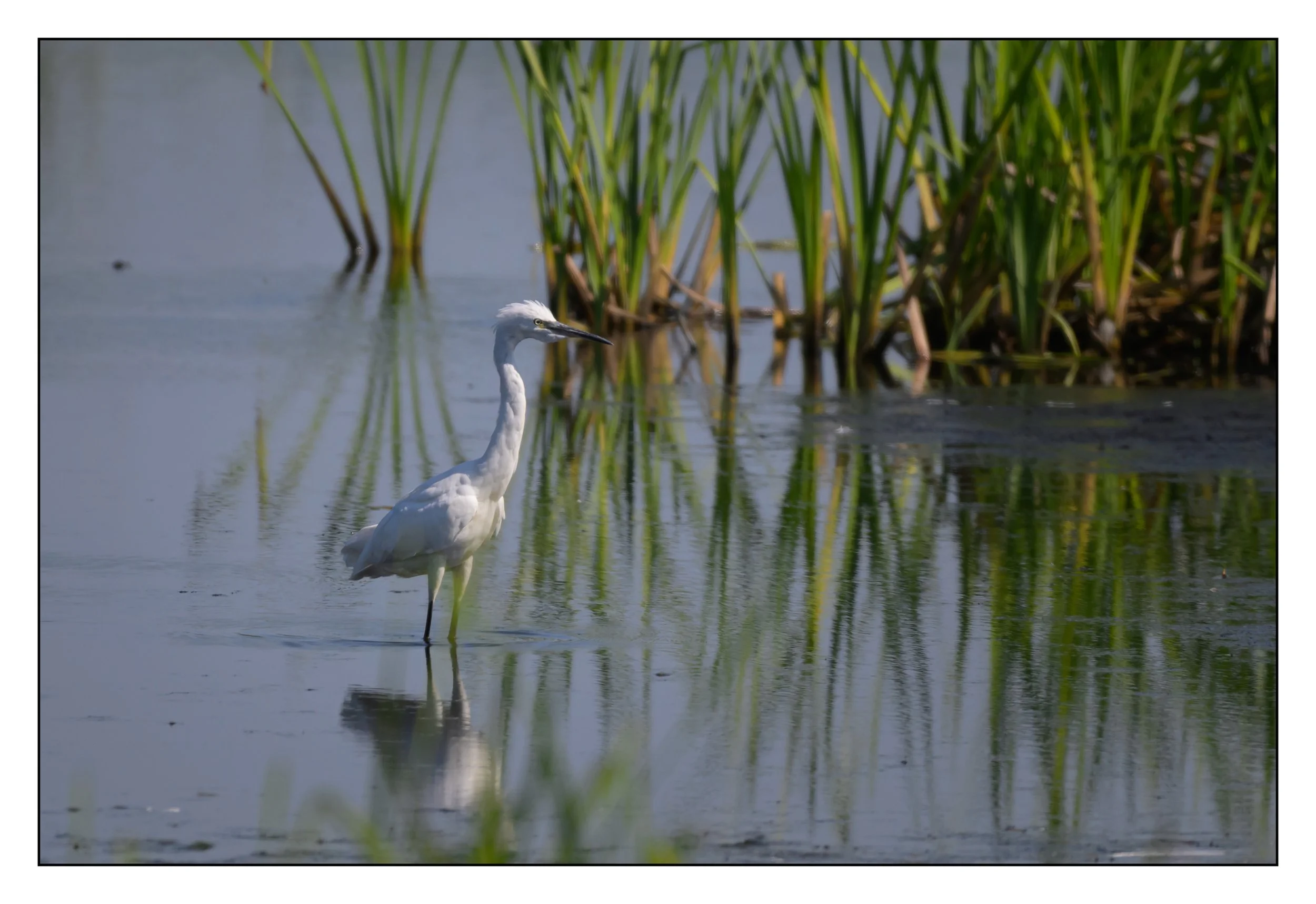 A white heron standing in water near green reeds.
