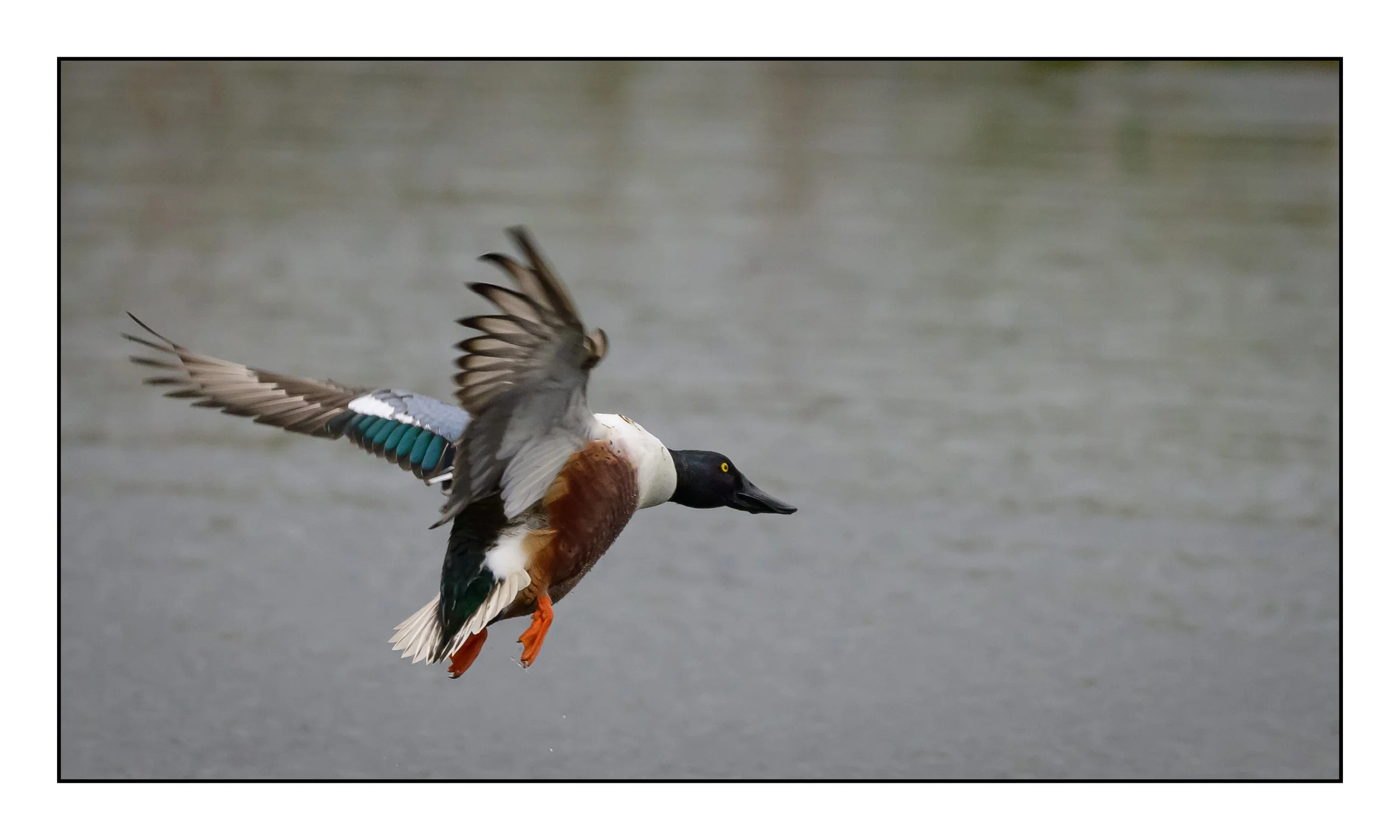 Northern Shoveler