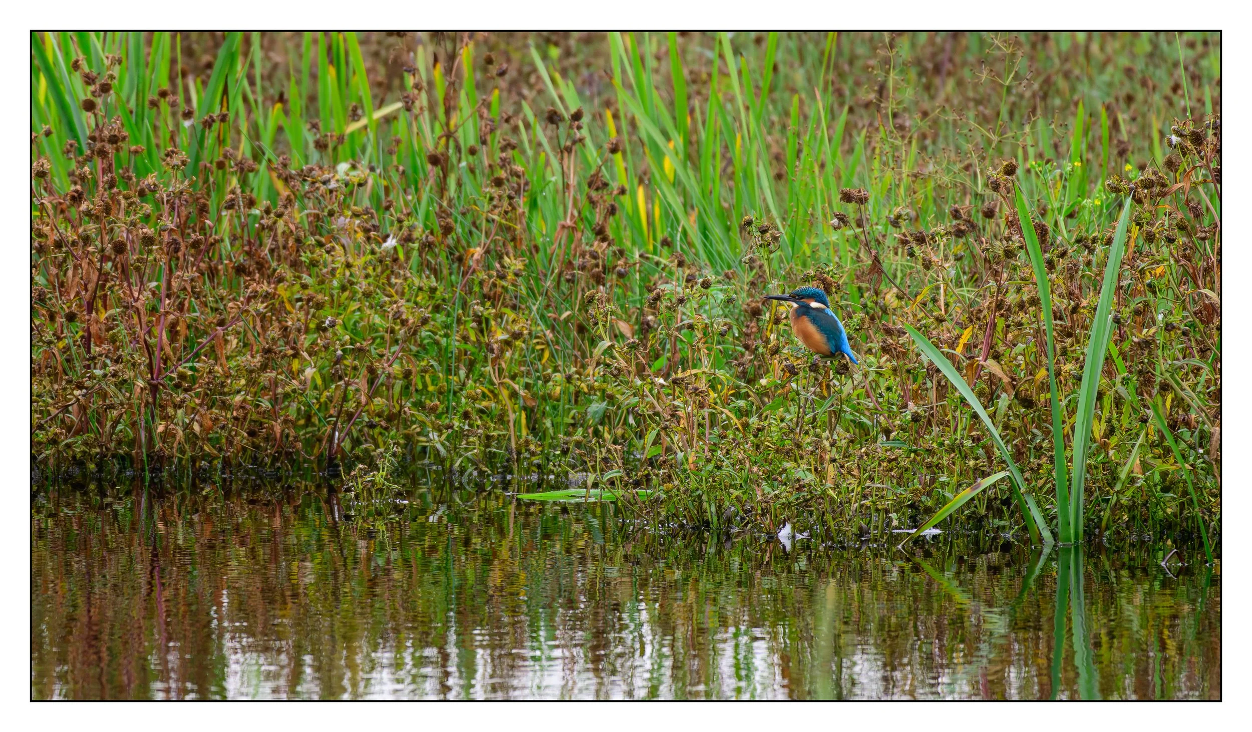 Kingfisher