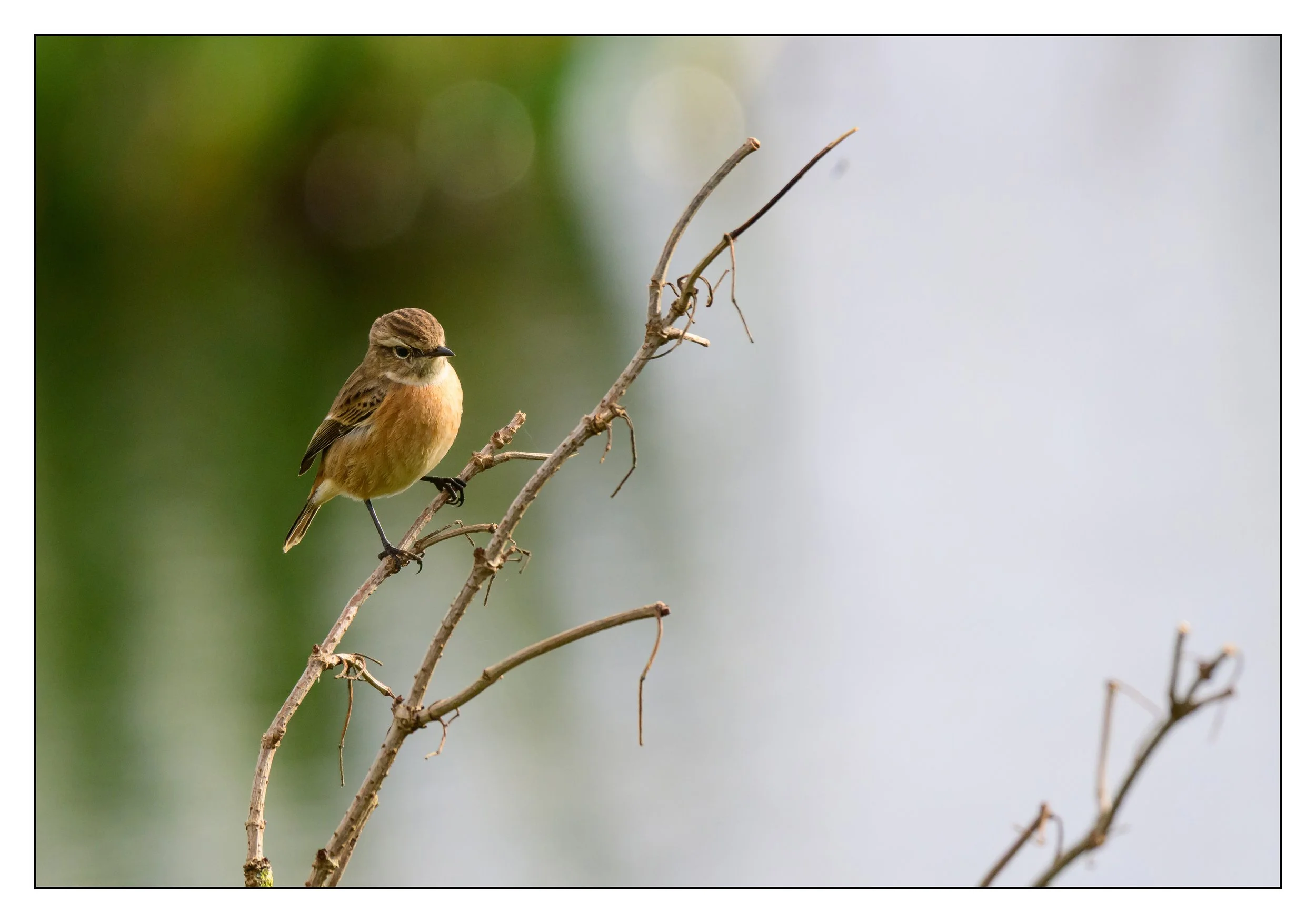 Song Birds_0011.jpg