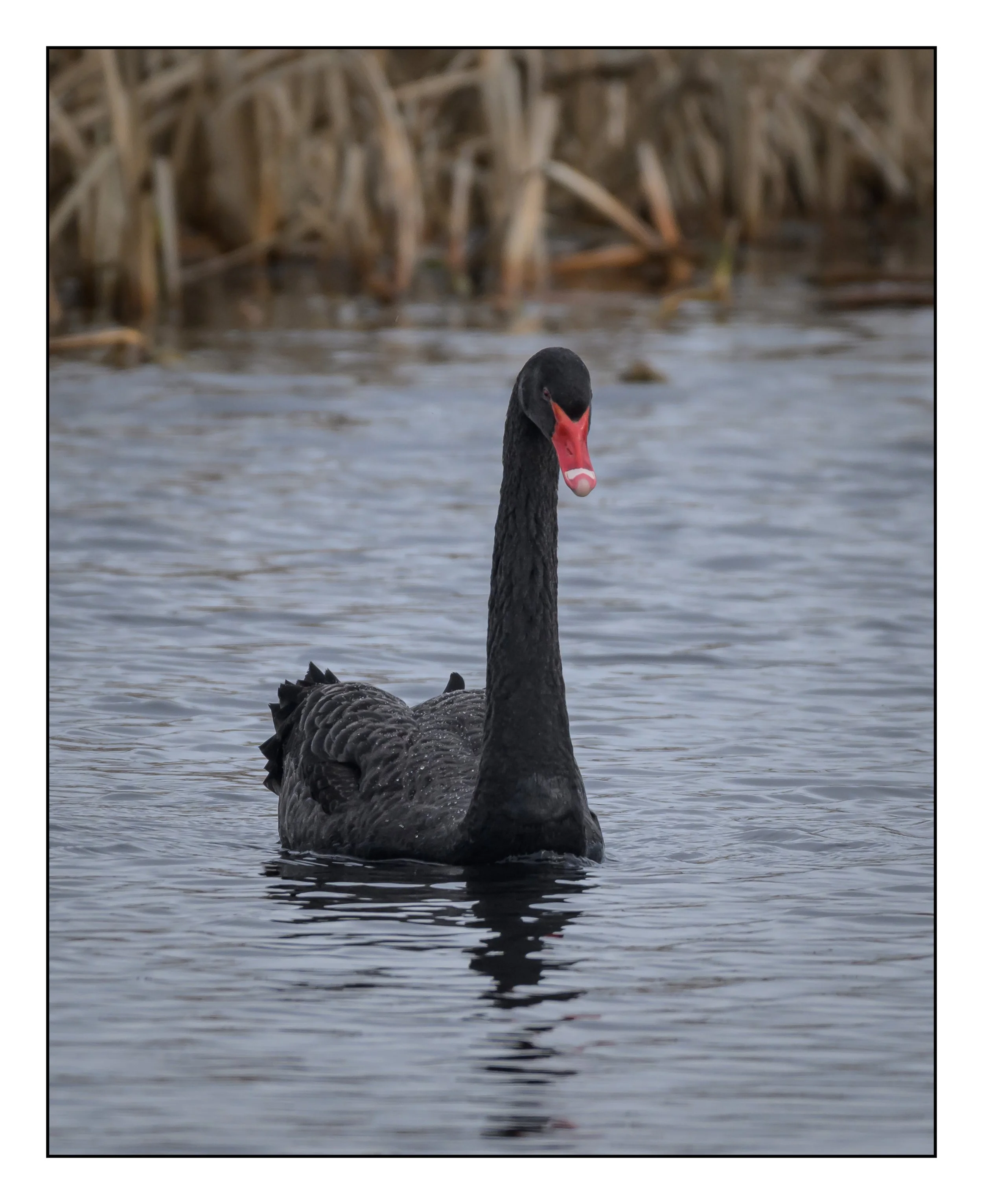 Black Swan