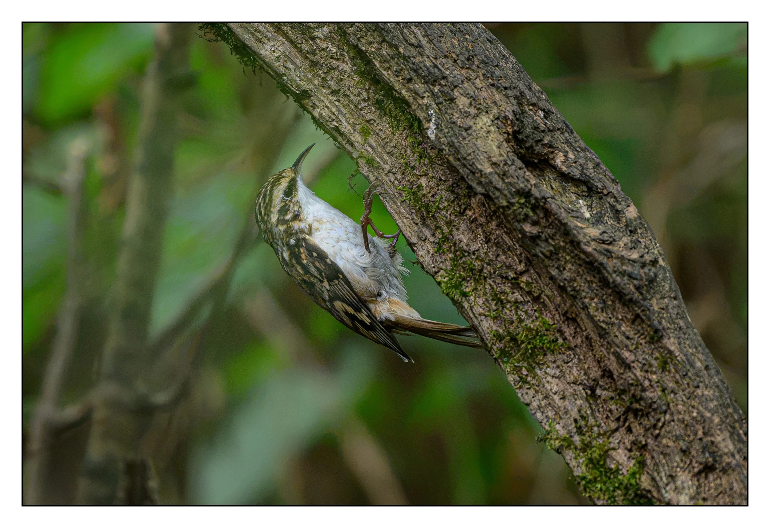 Tree Creeper