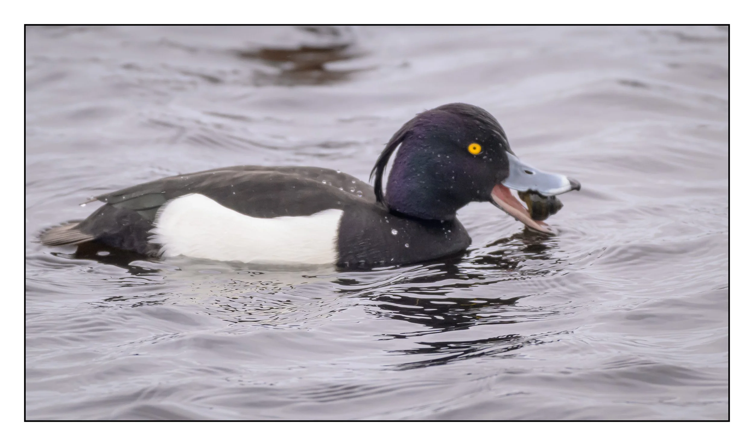 Tufted Duck