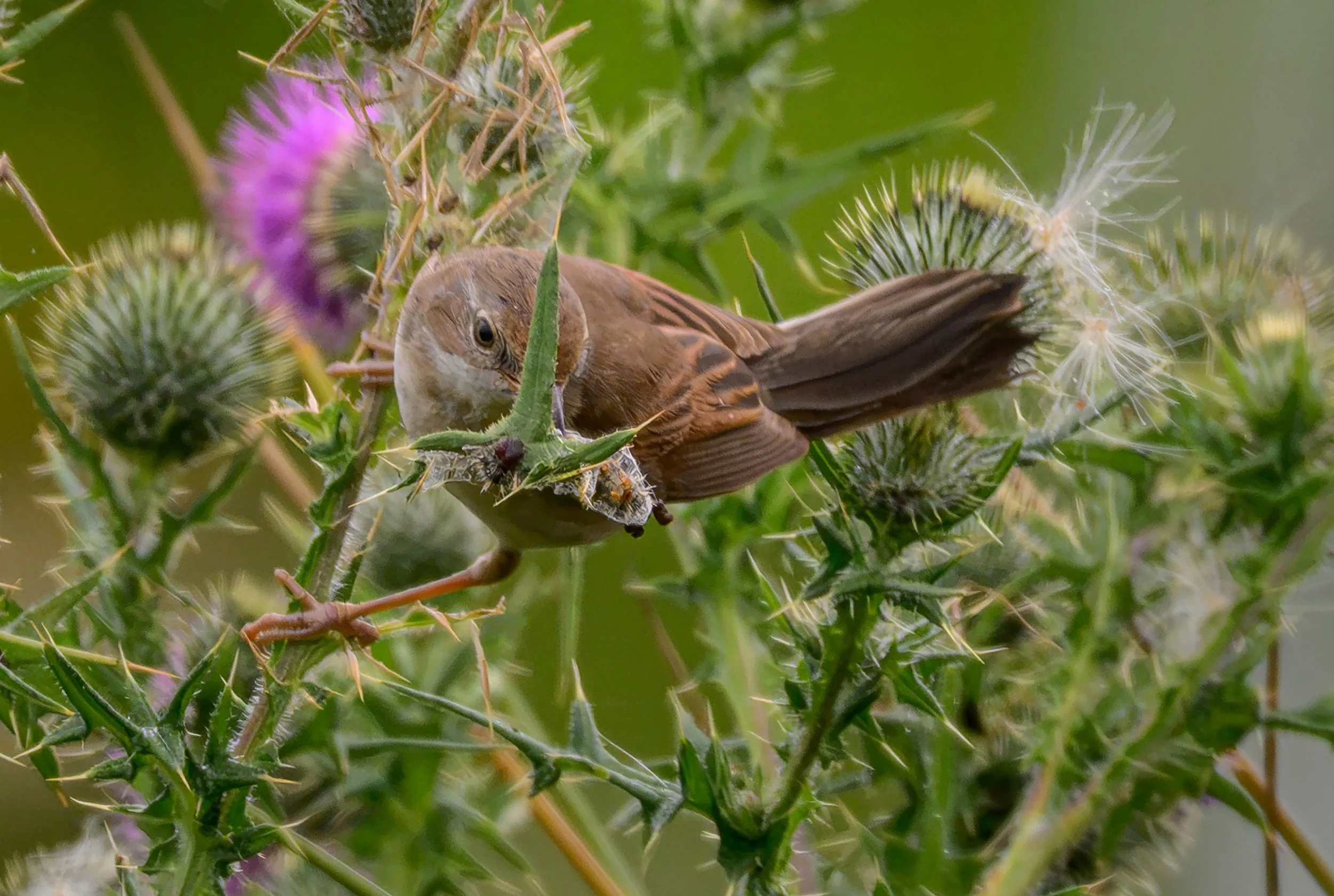 Song Birds_0049.jpg