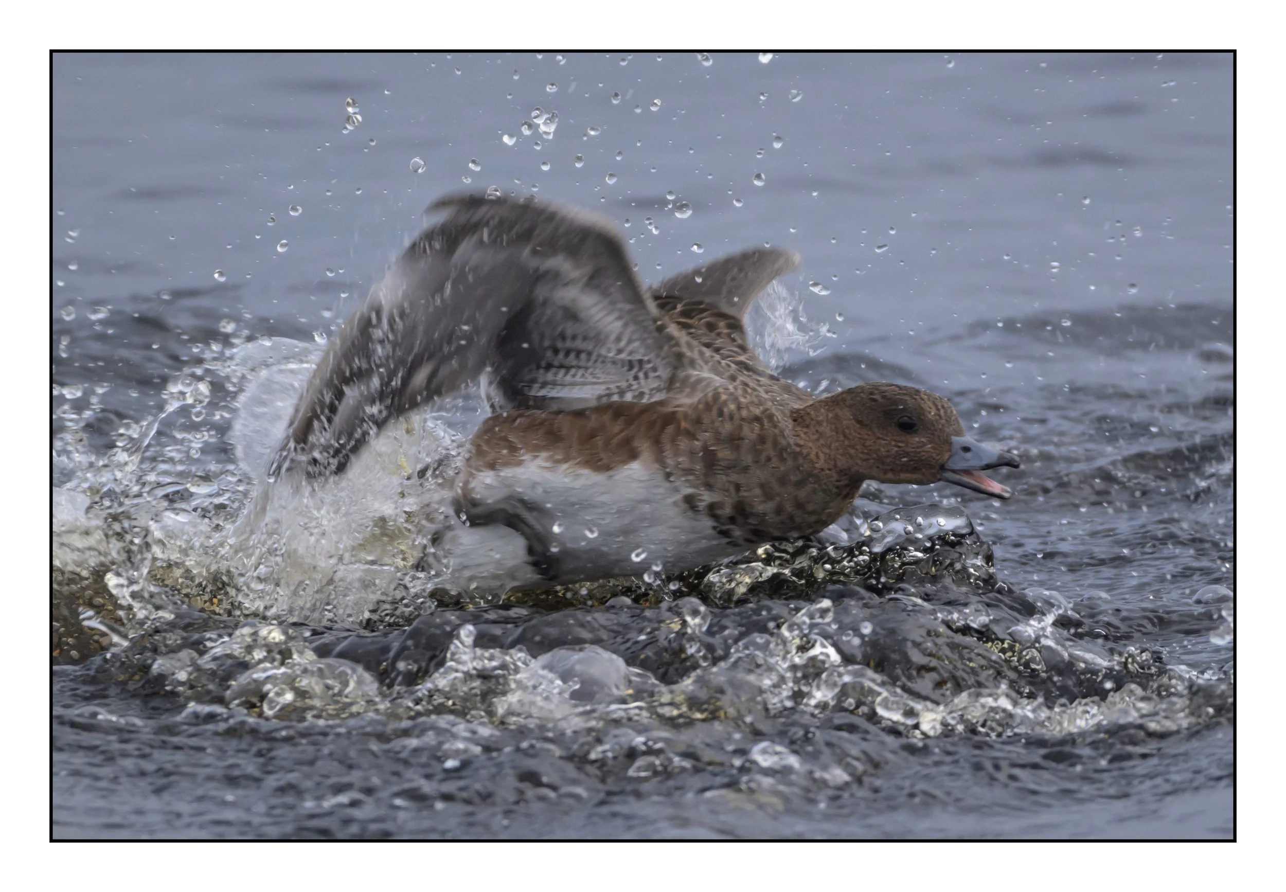 Wigeon