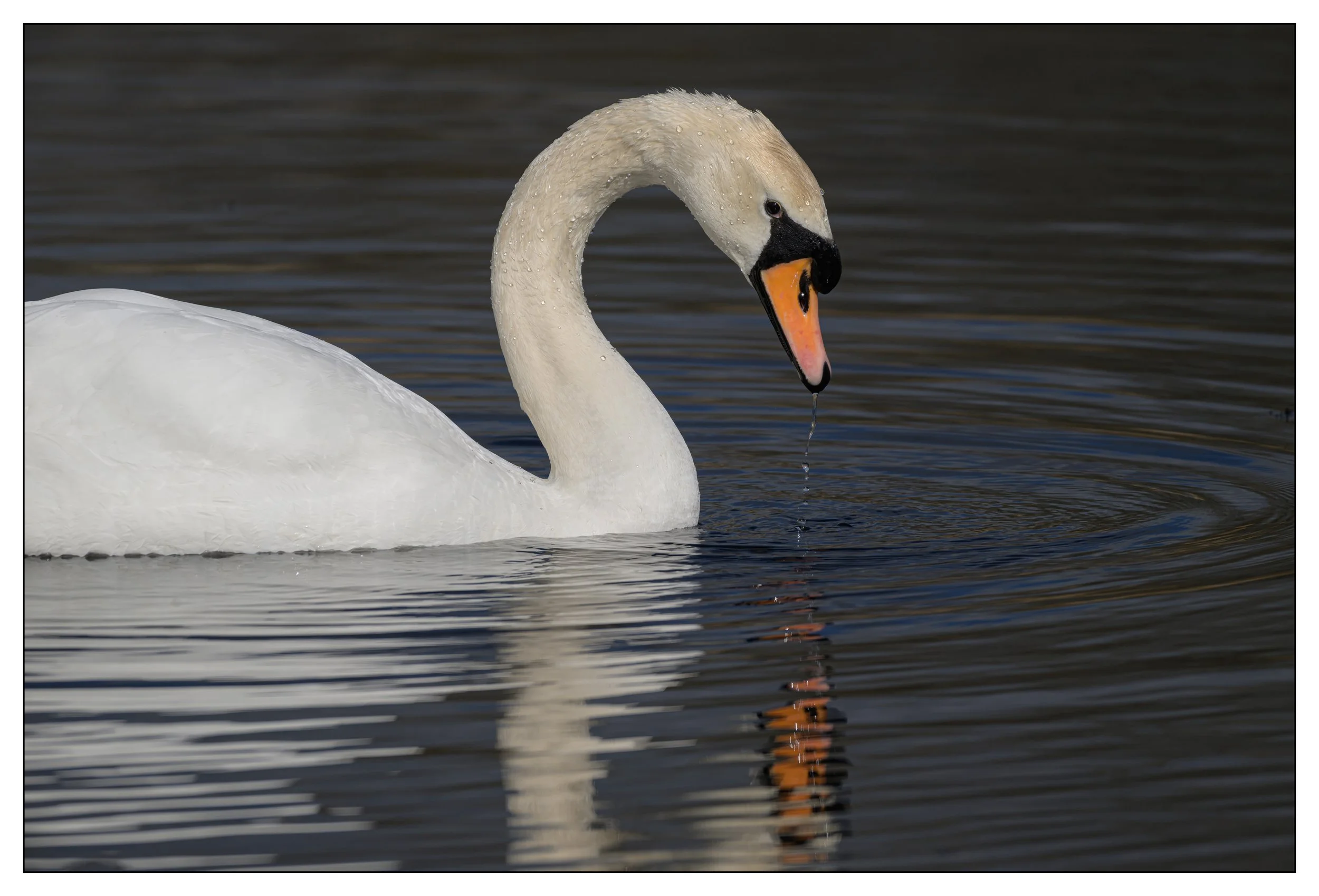 Mute Swan