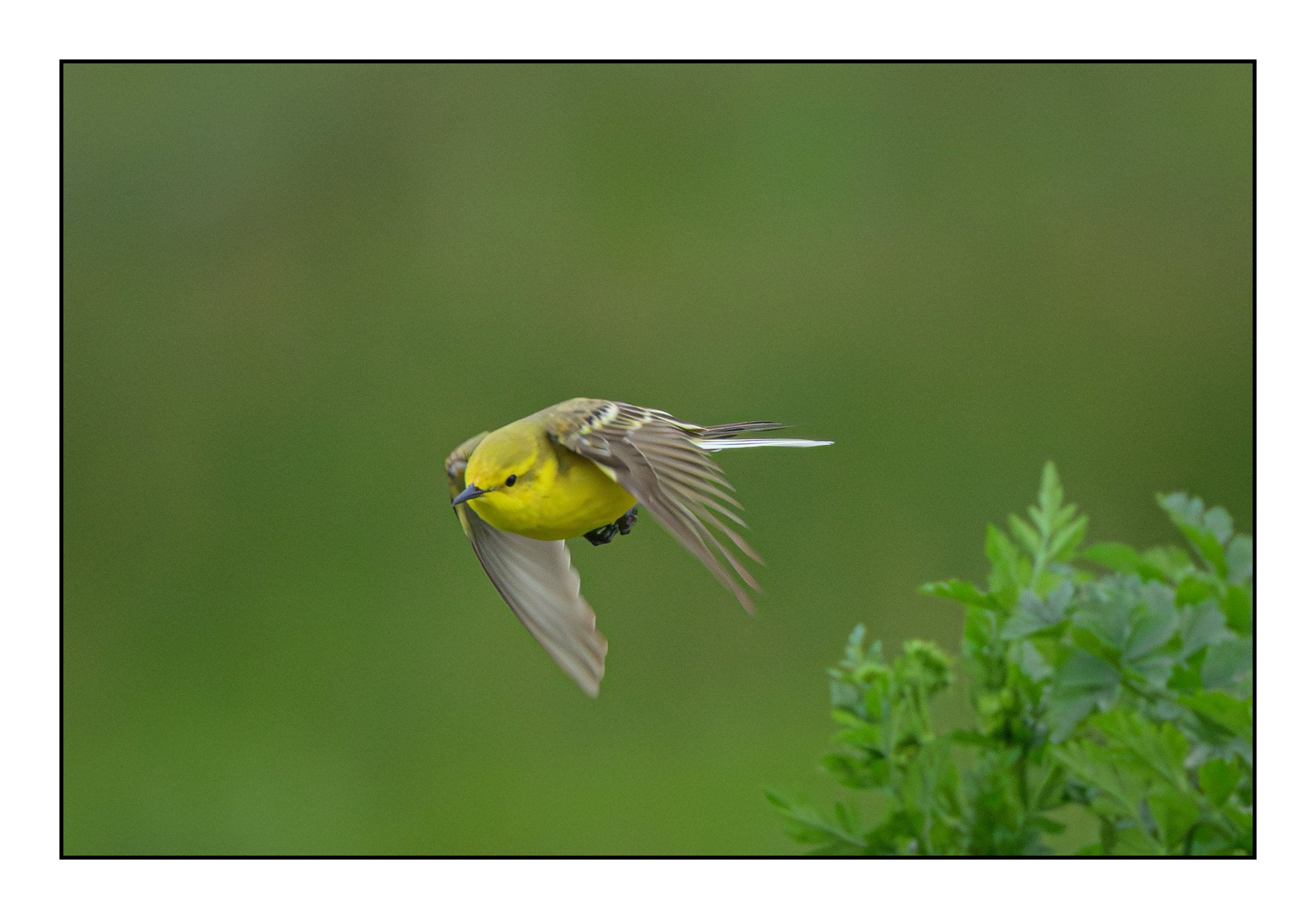 Yellow Wagtail