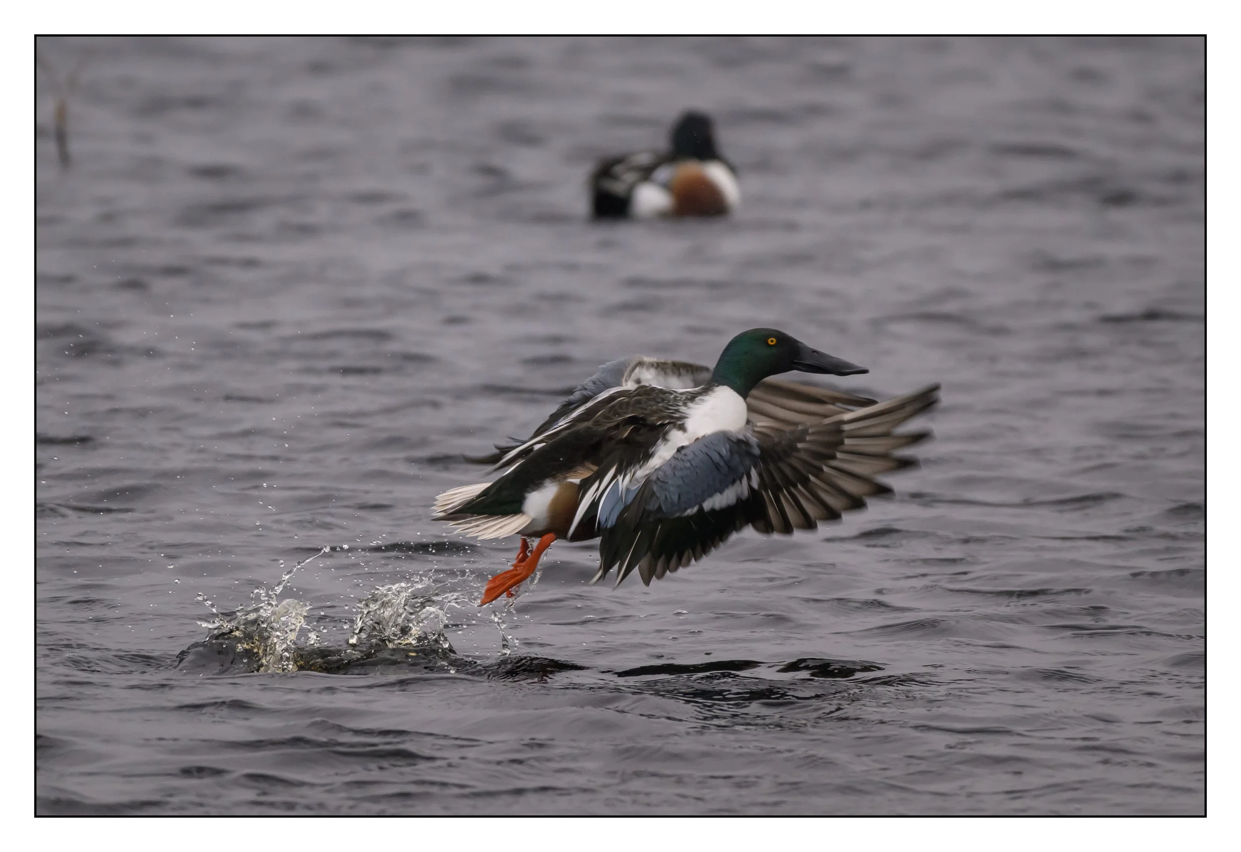Northern Shoveler