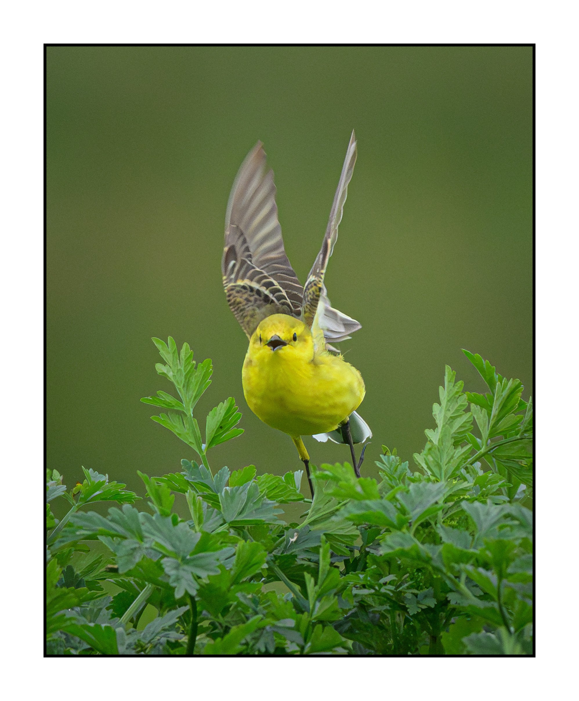 Yellow Wagtail