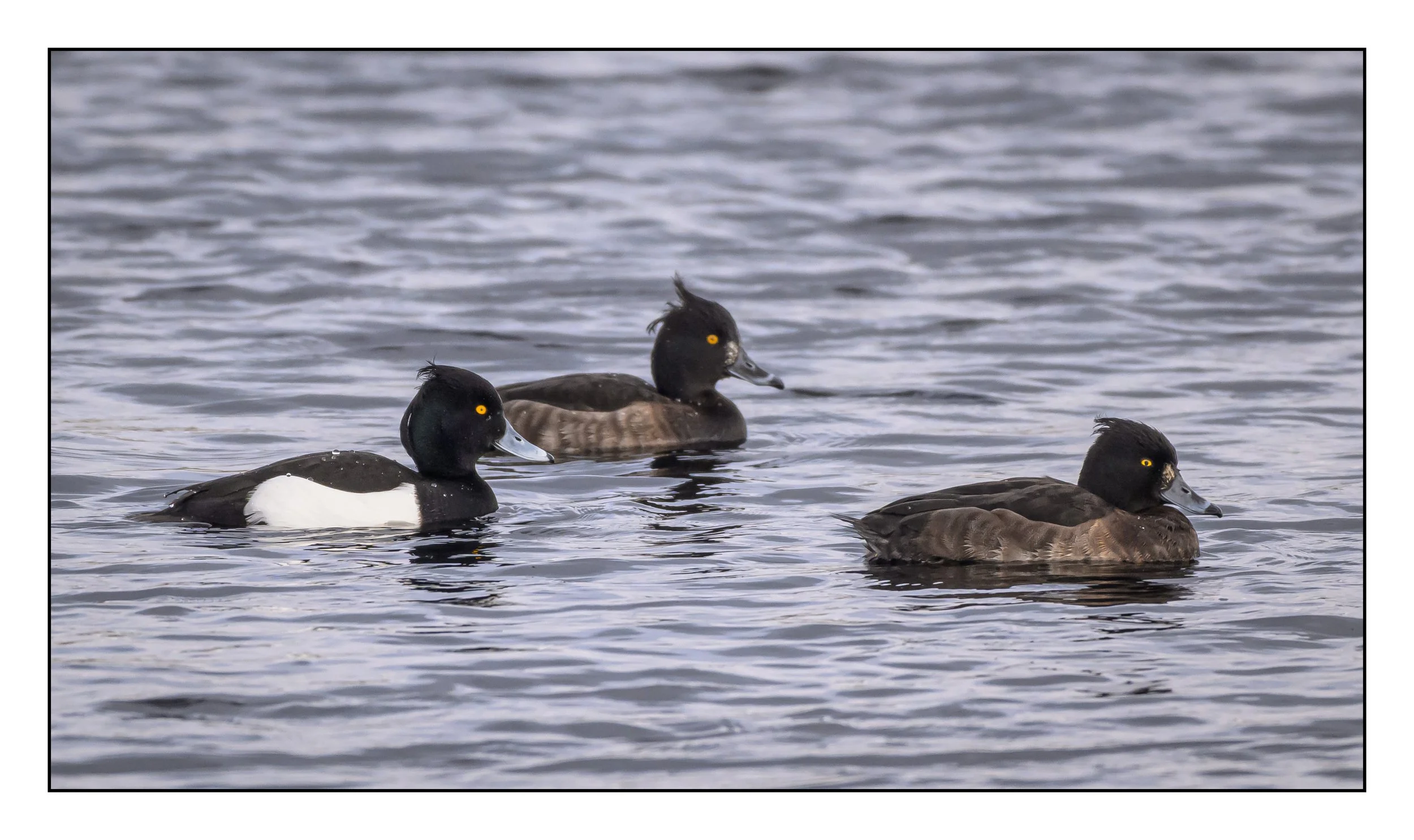 Tufted Duck