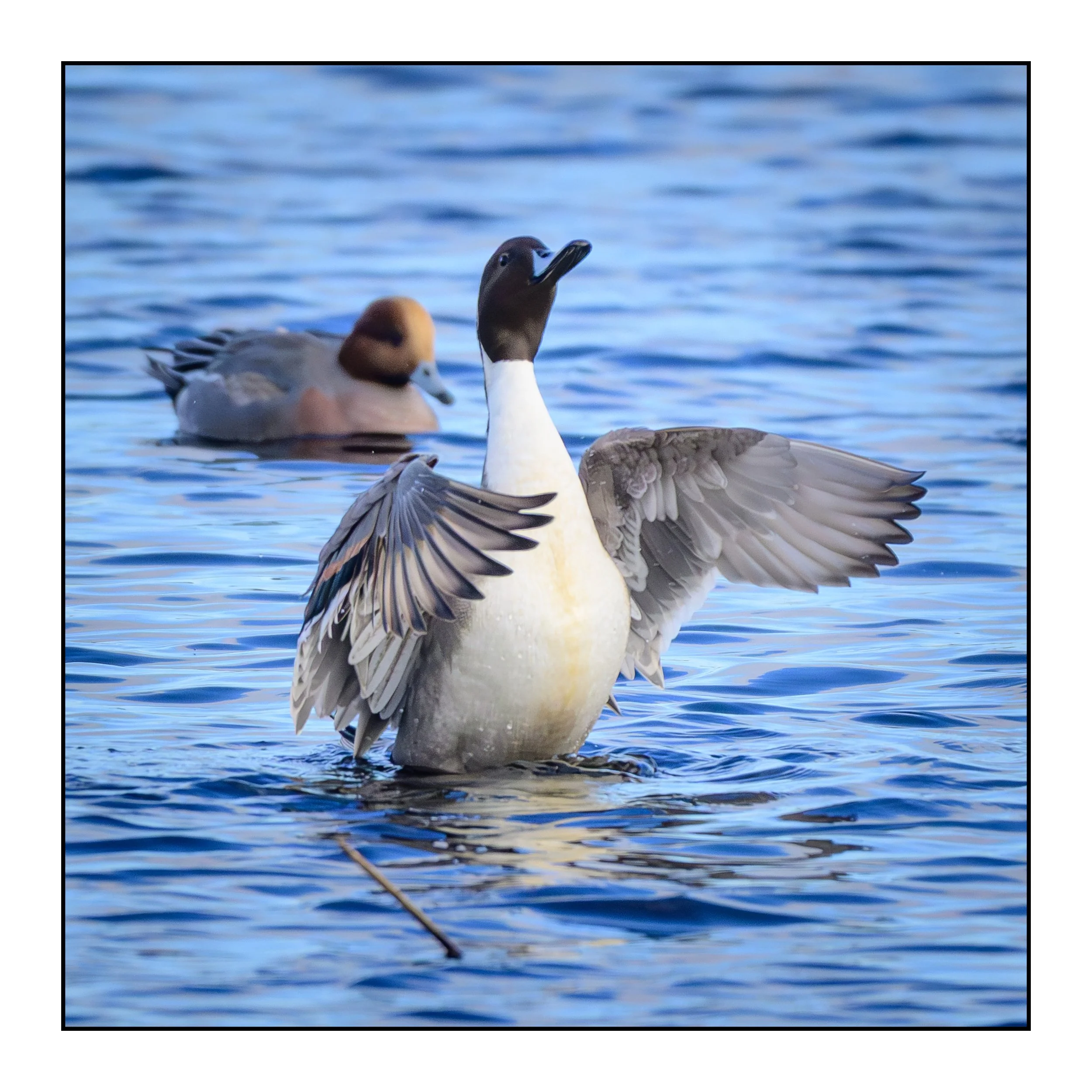 Pintail