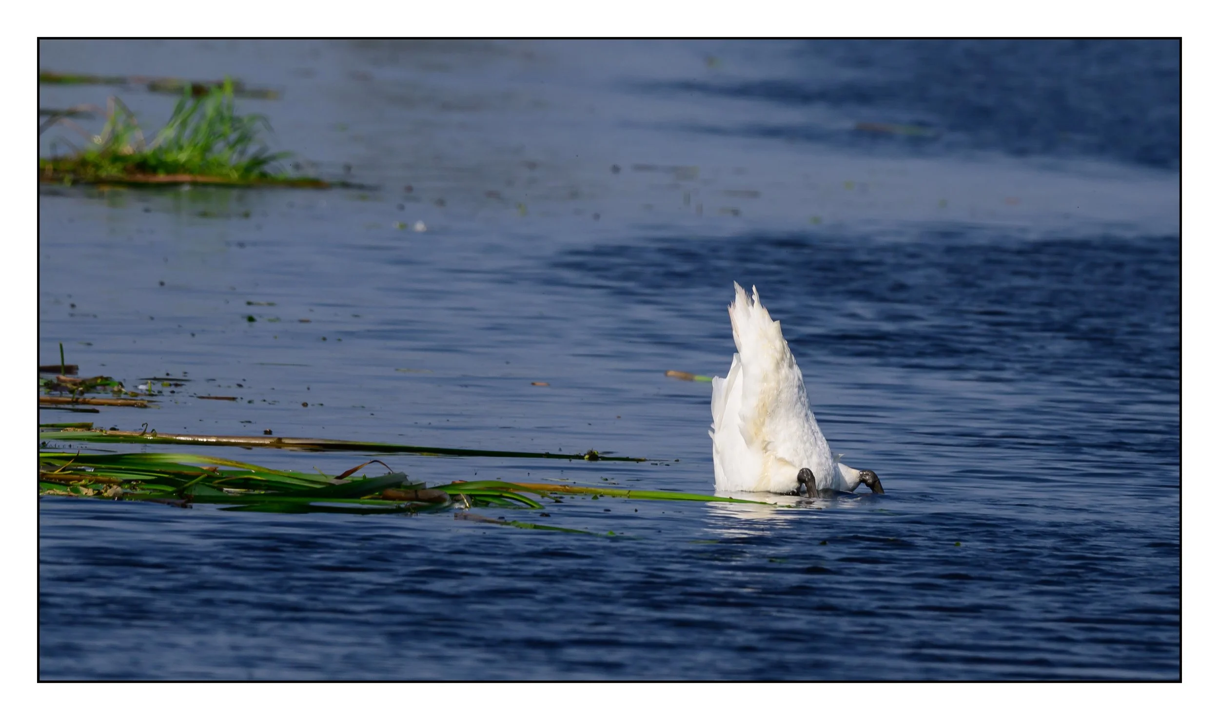 Mute Swan