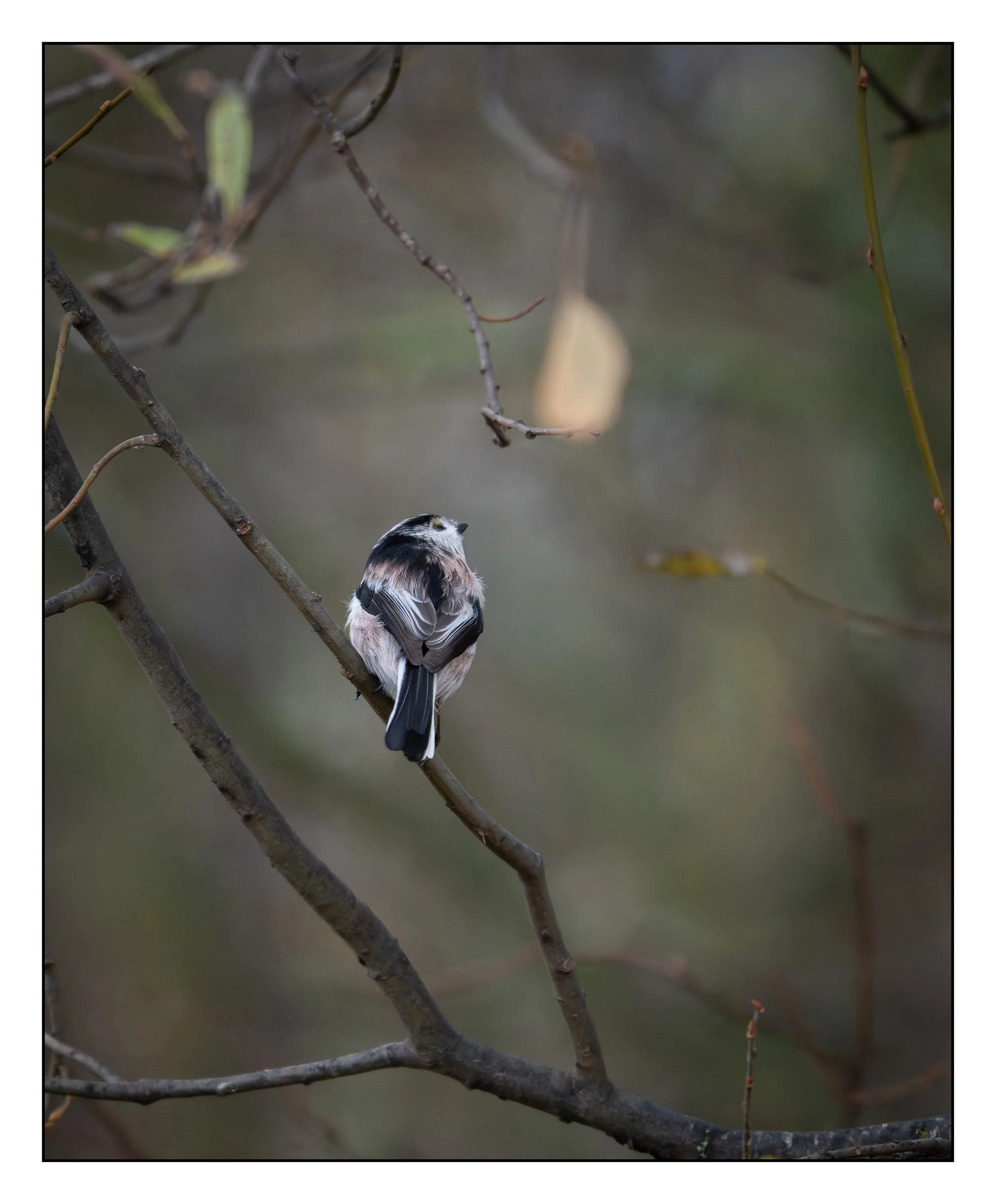 Song Birds_0015.jpg