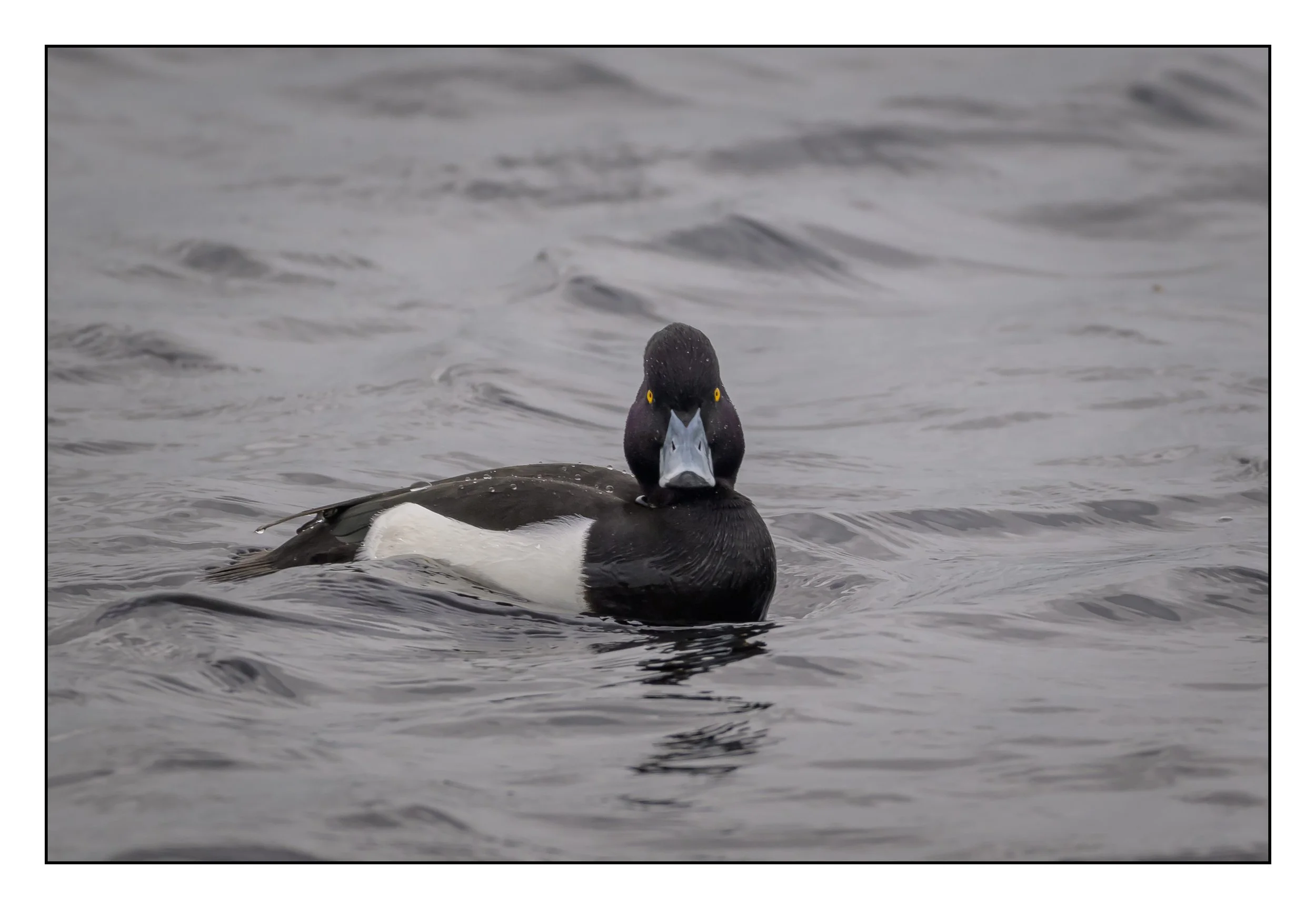Tufted Duck
