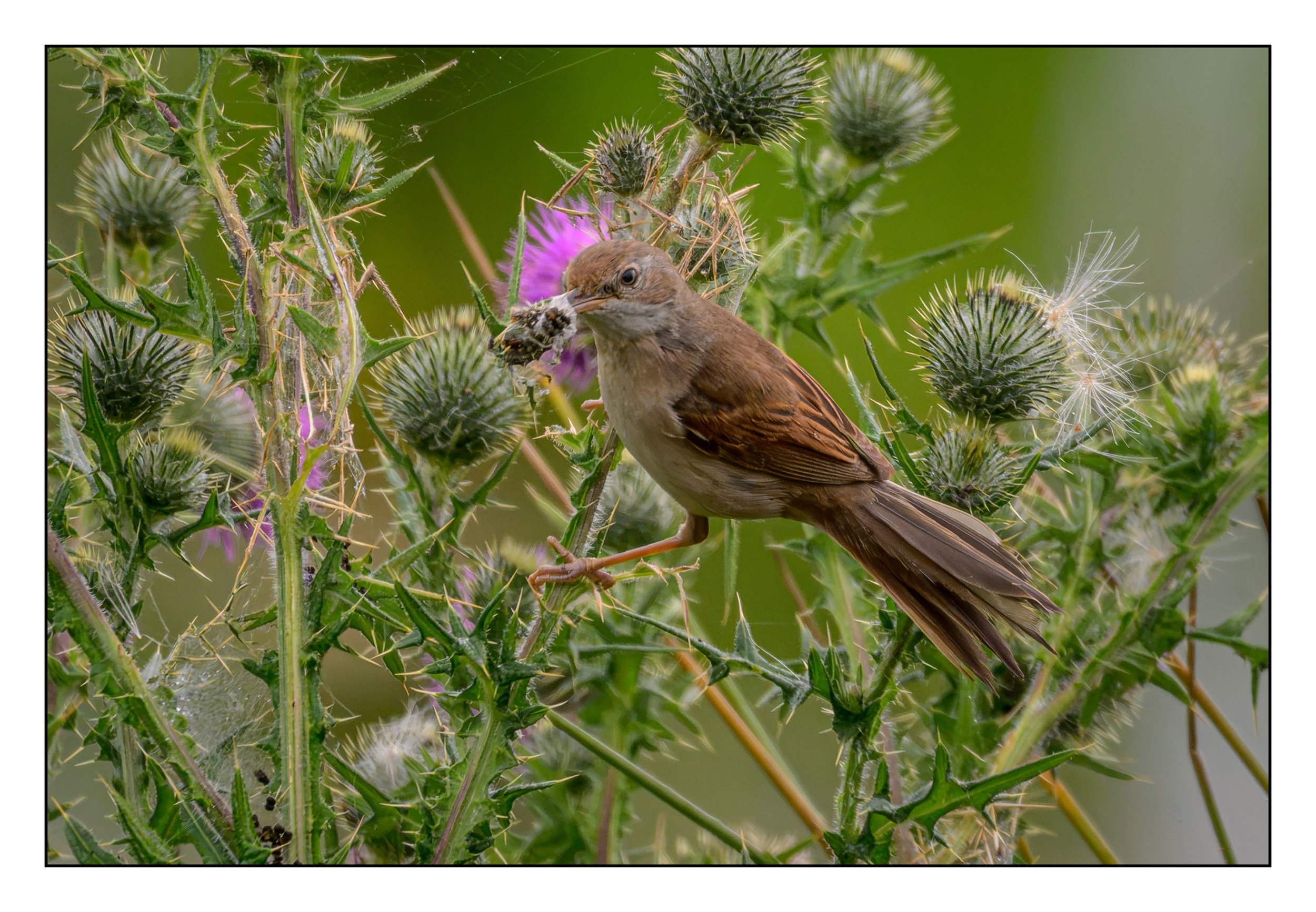Song Birds_0050.jpg