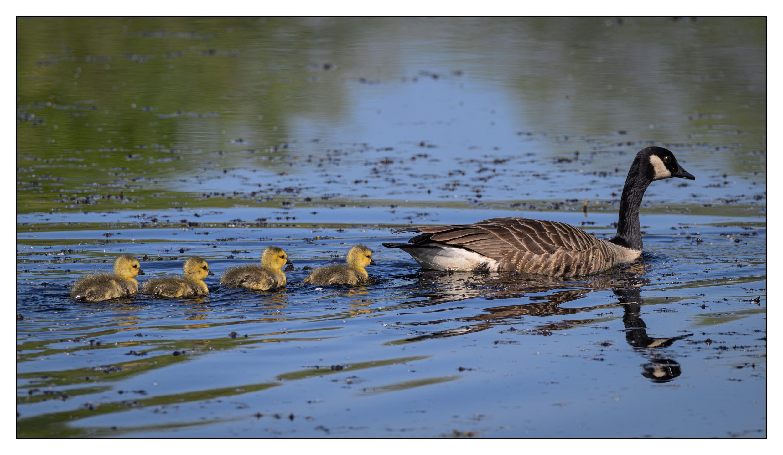 Canada Geese goslings