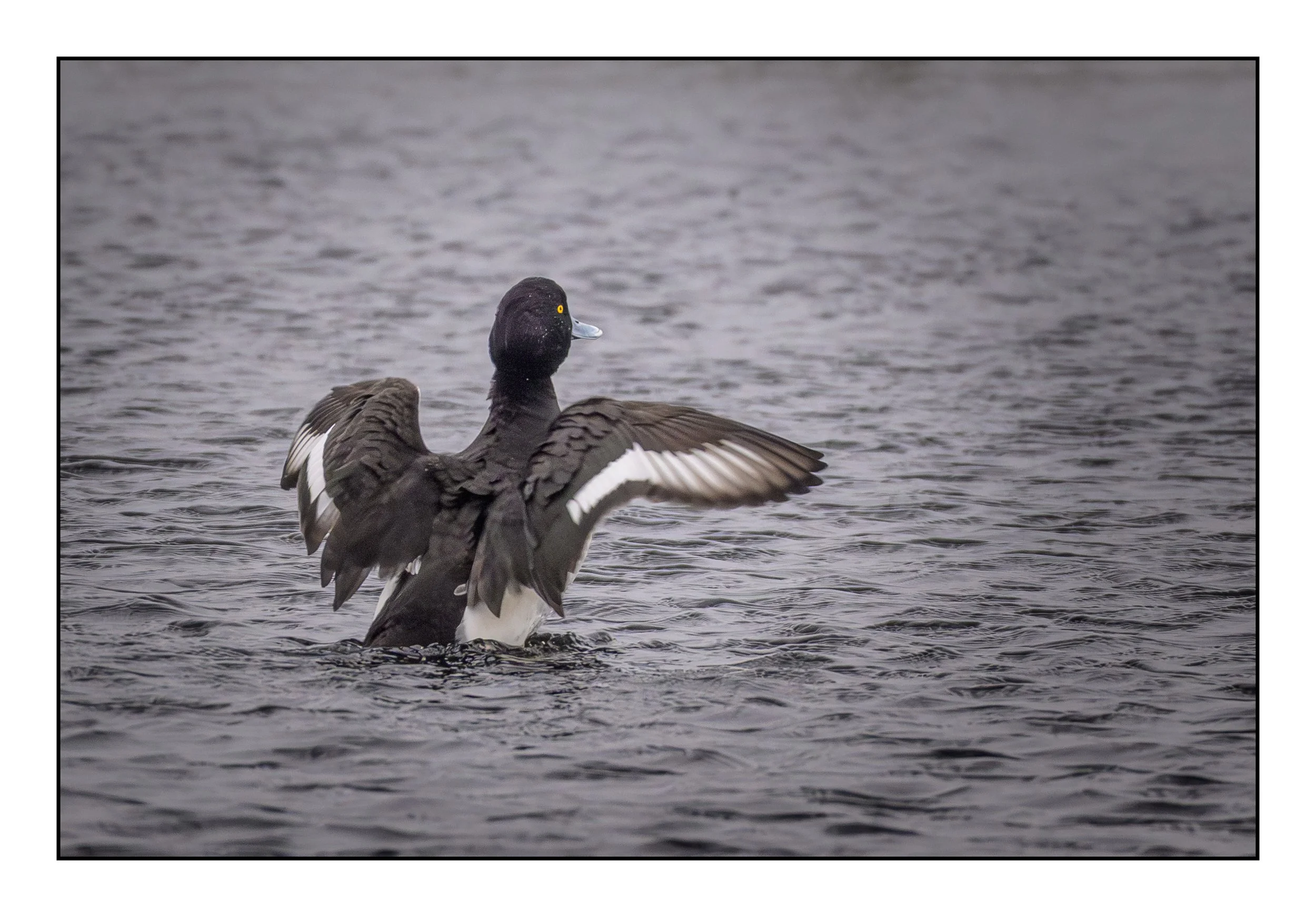 Tufted Duck