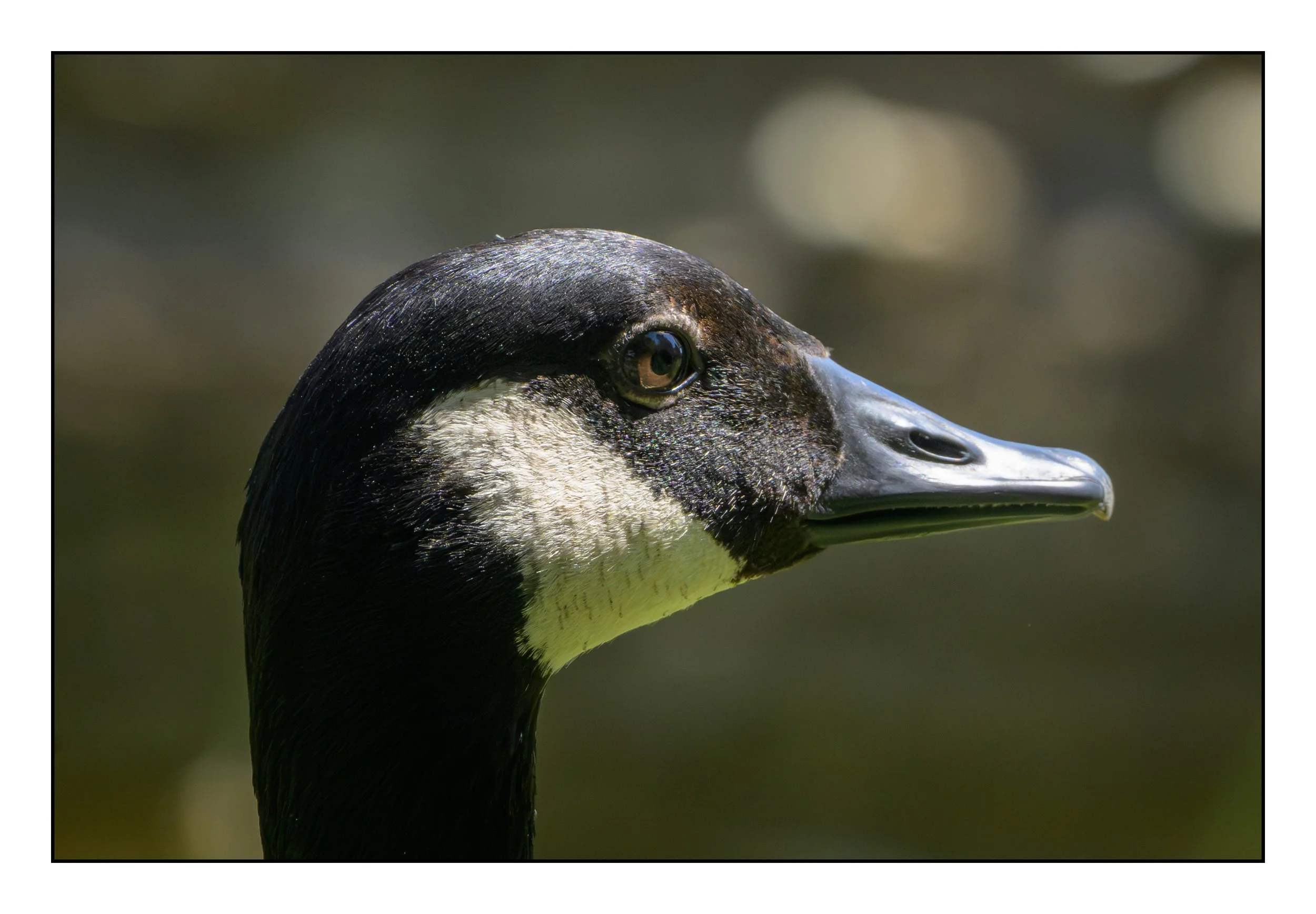 Canada Goose