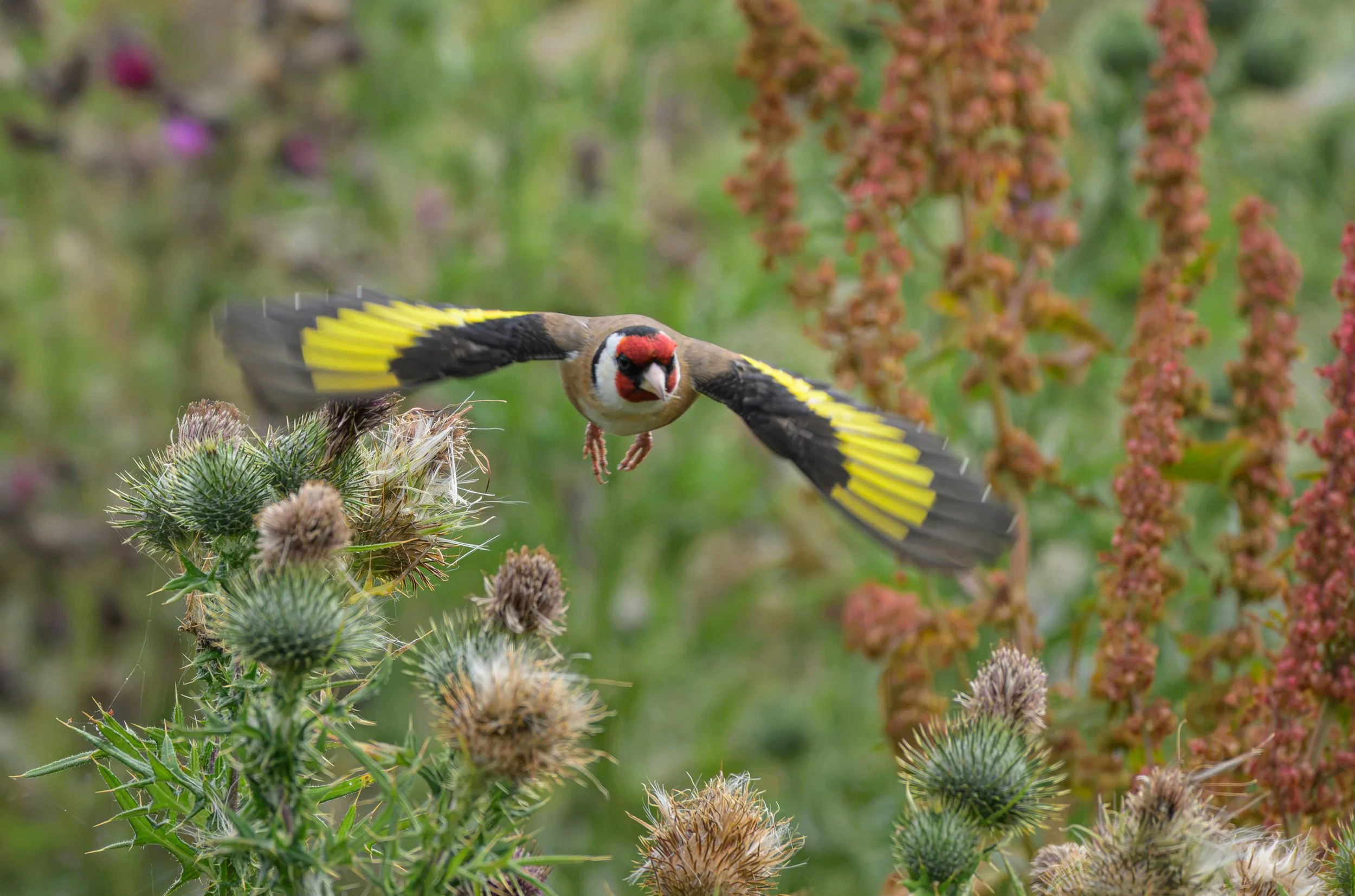 Song Birds_0054.jpg