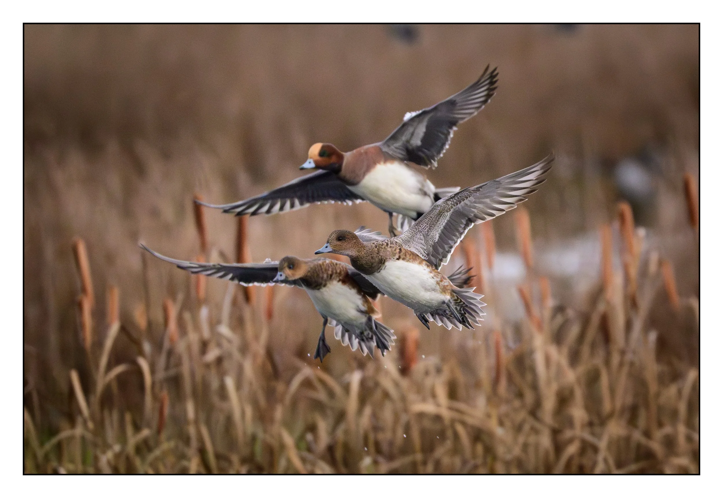 Wigeon