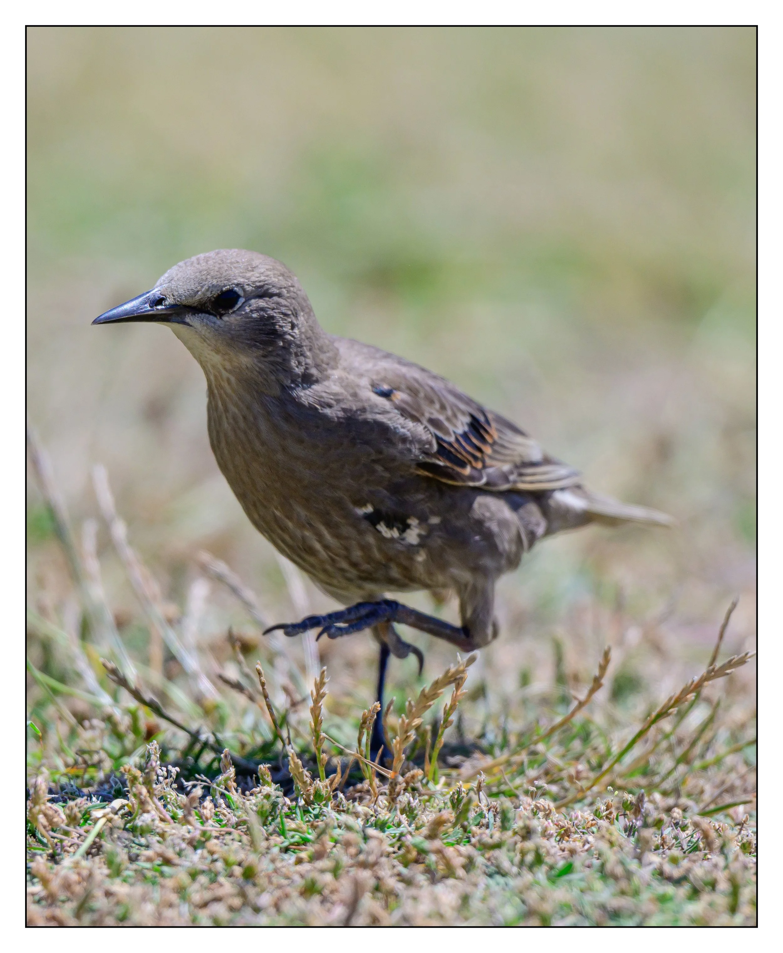 Song Birds_0005.jpg