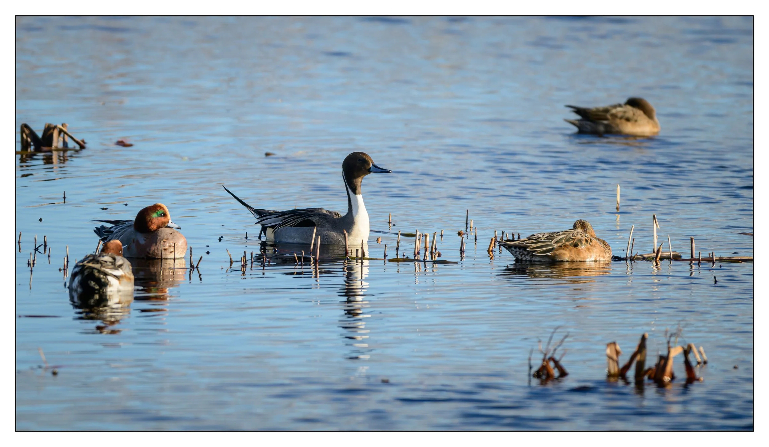 Pintail