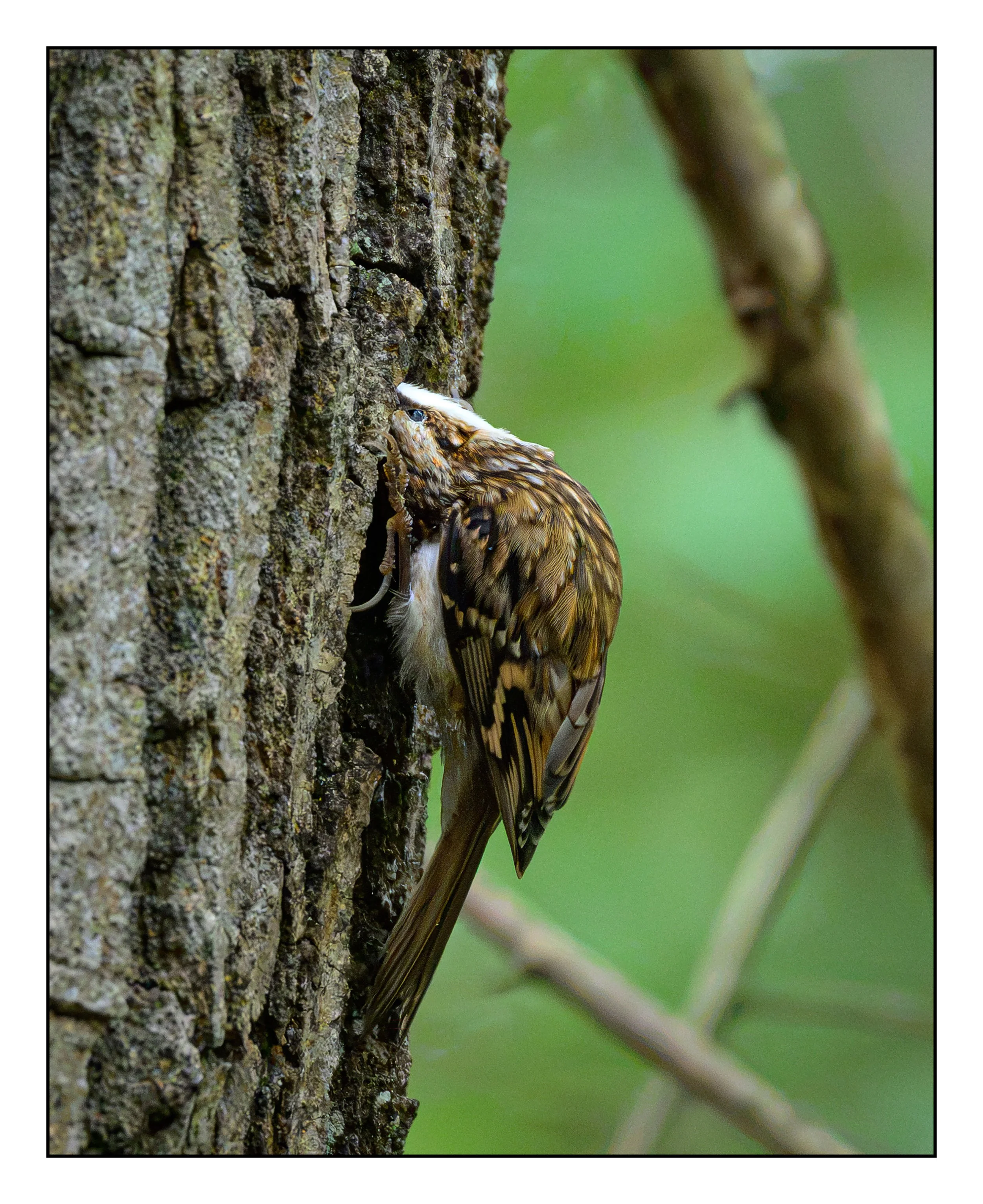 Tree Creeper