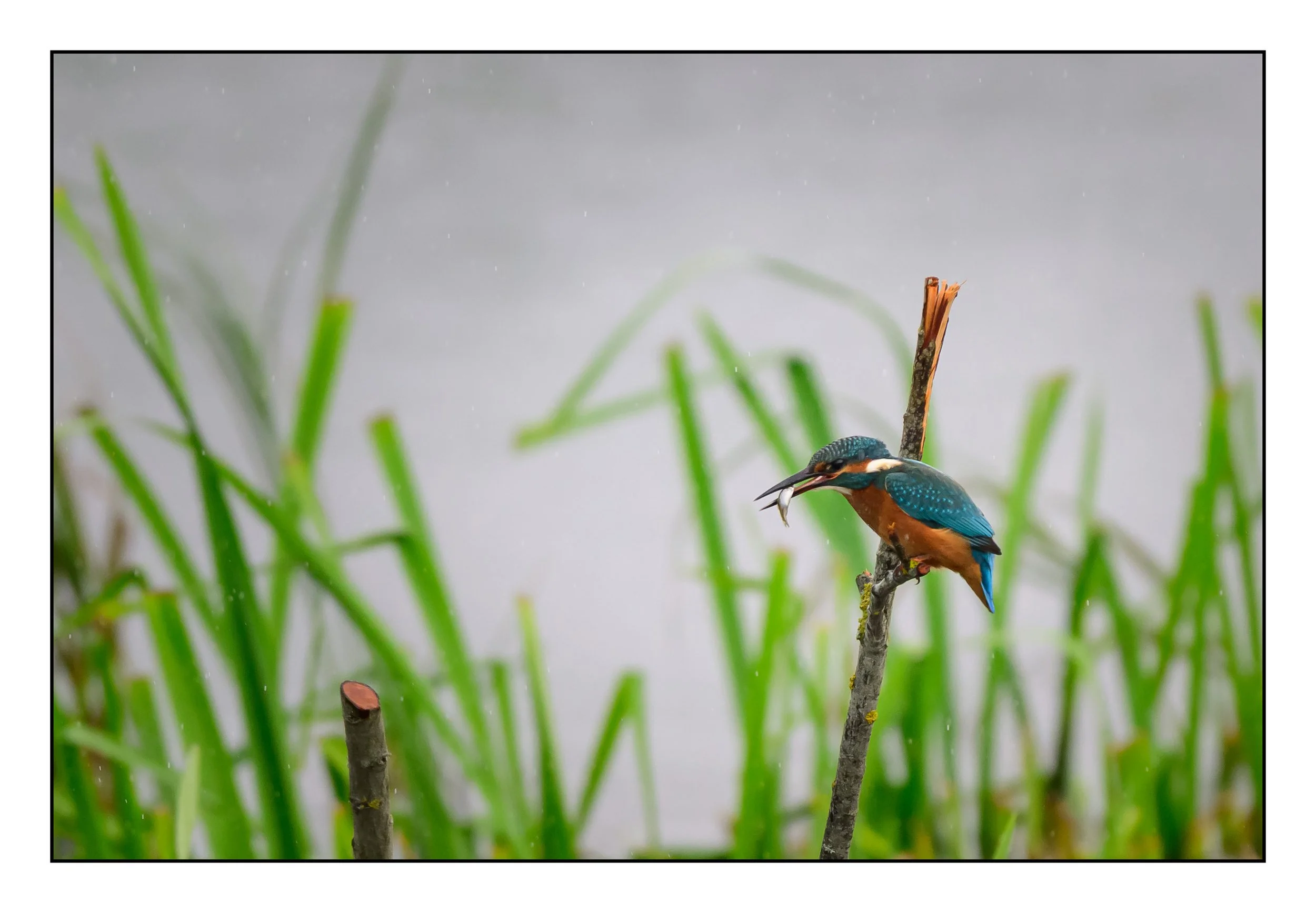Kingfisher