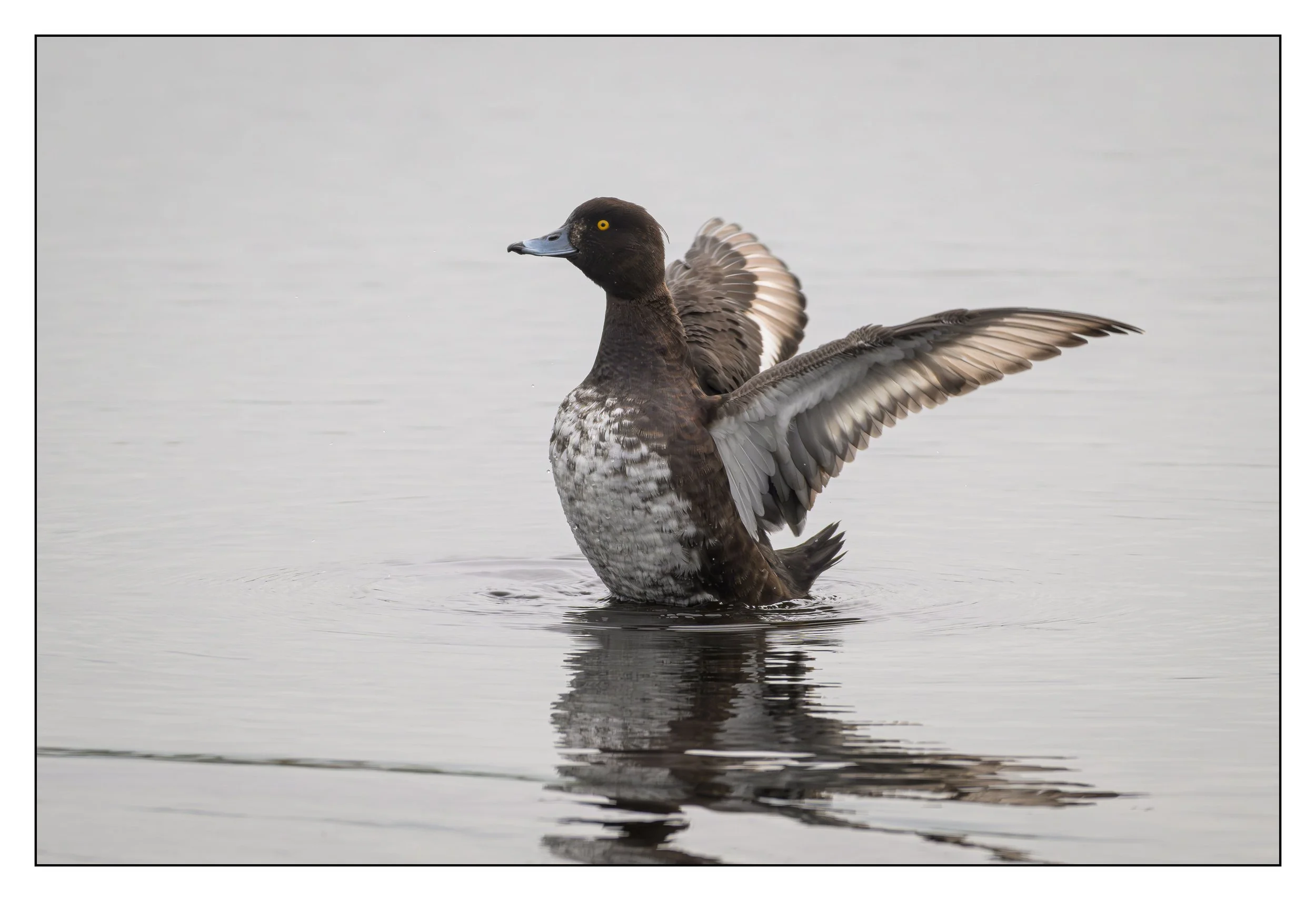 Tufted Duck