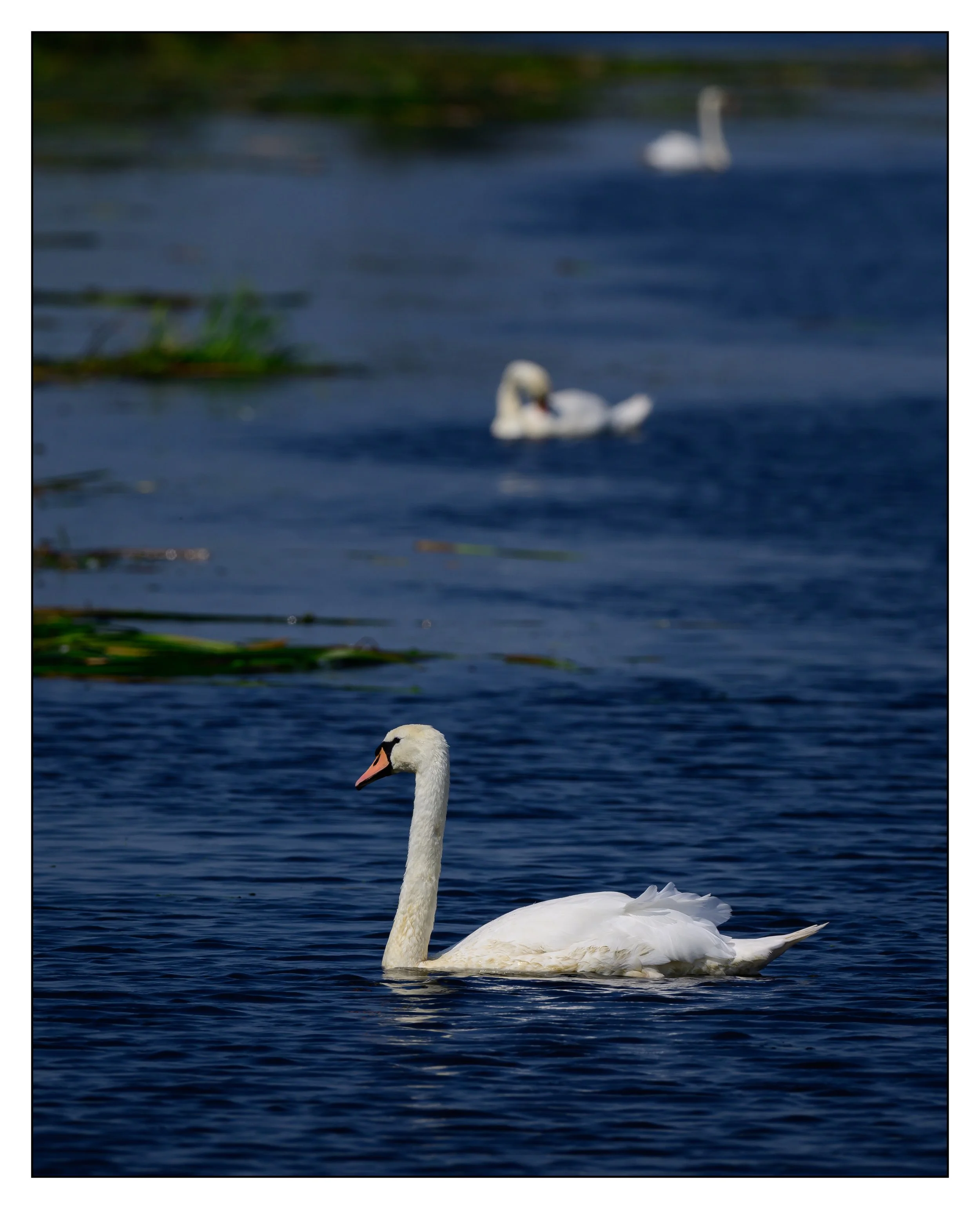 Mute Swan