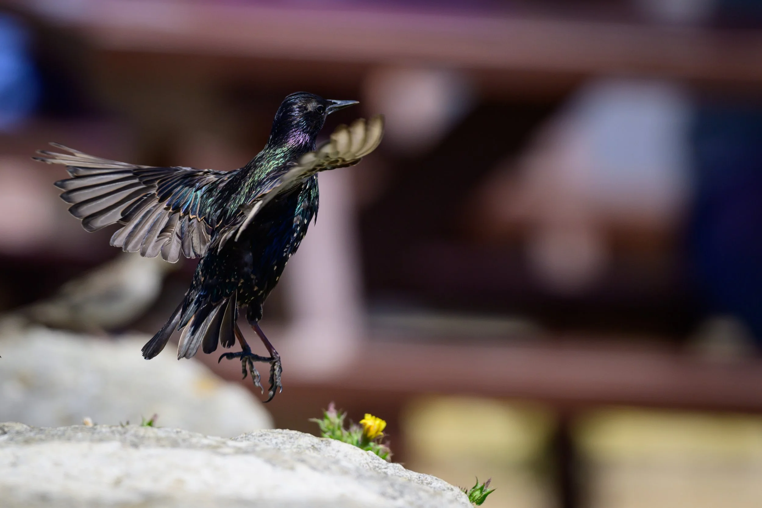 Song Birds_0007.jpg