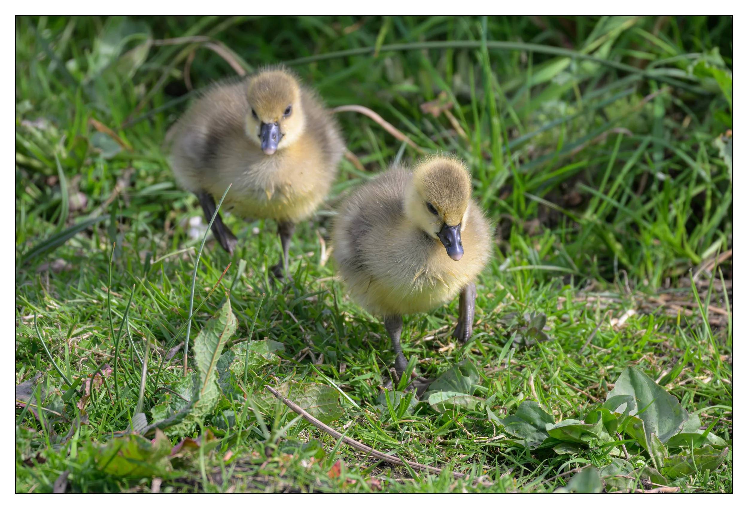 Greylag Geese