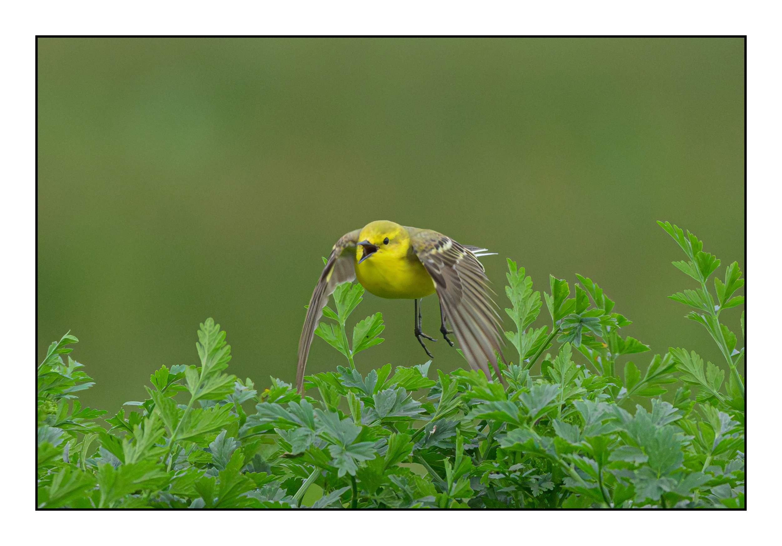 Yellow Wagtail