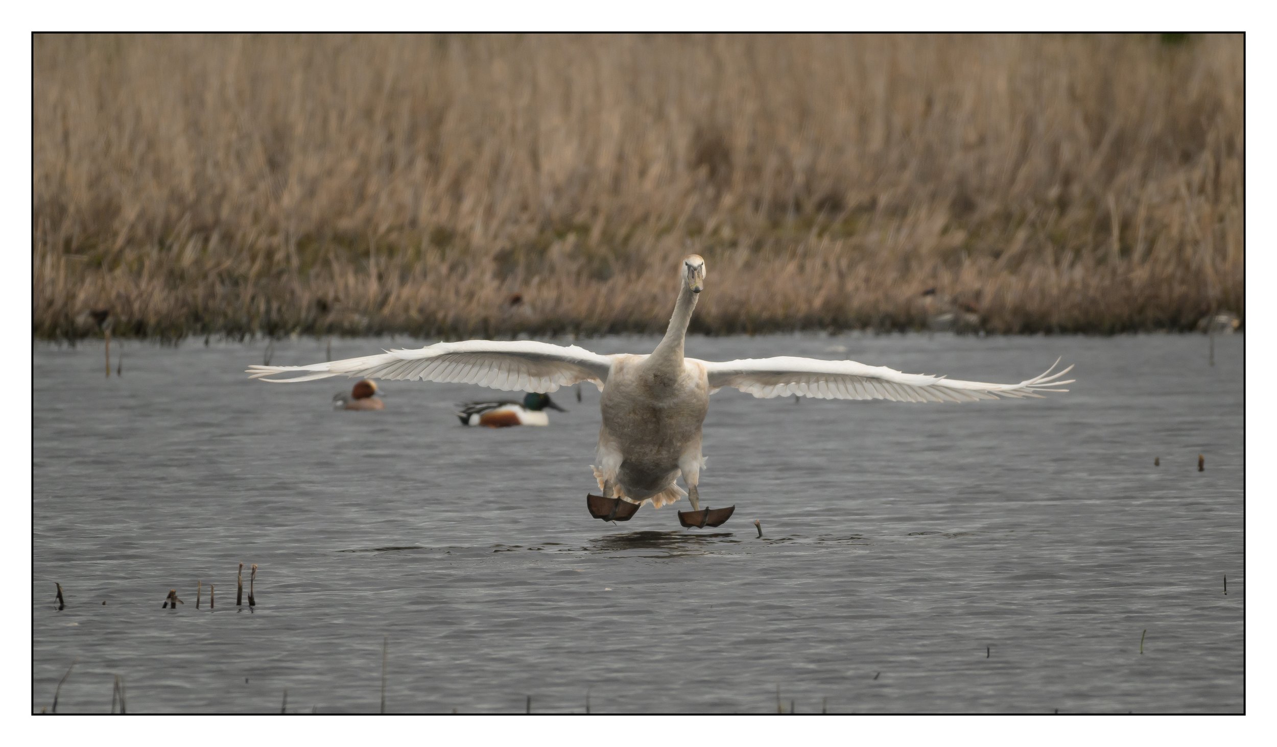 Mute Swan