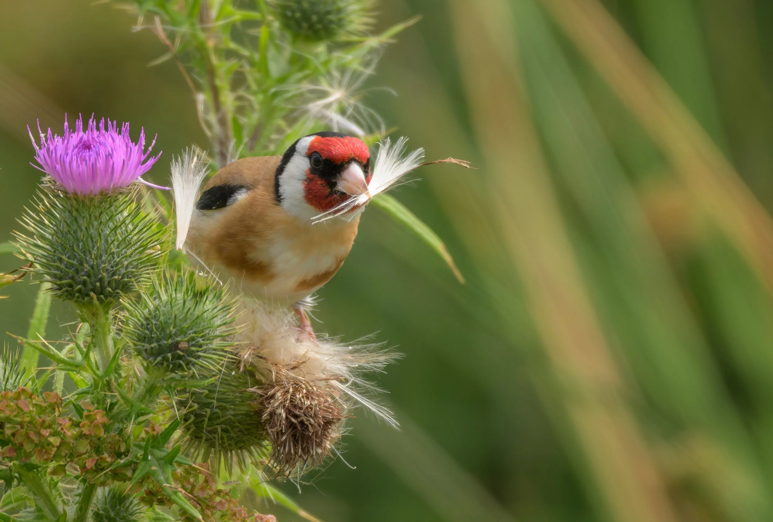 Song Birds_0048.jpg
