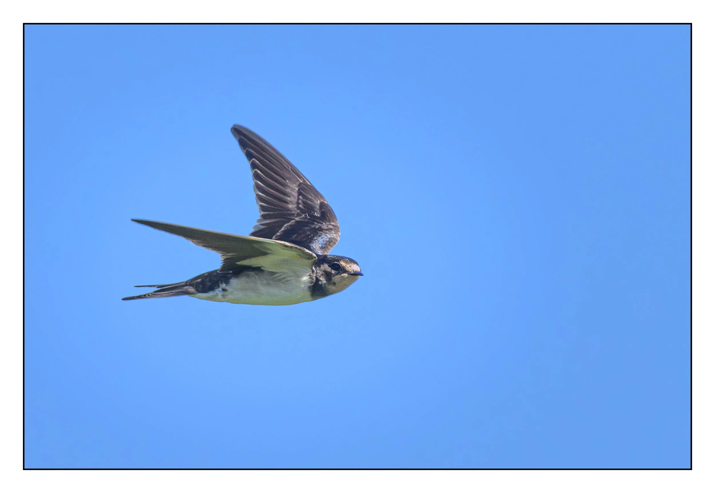 House Martin