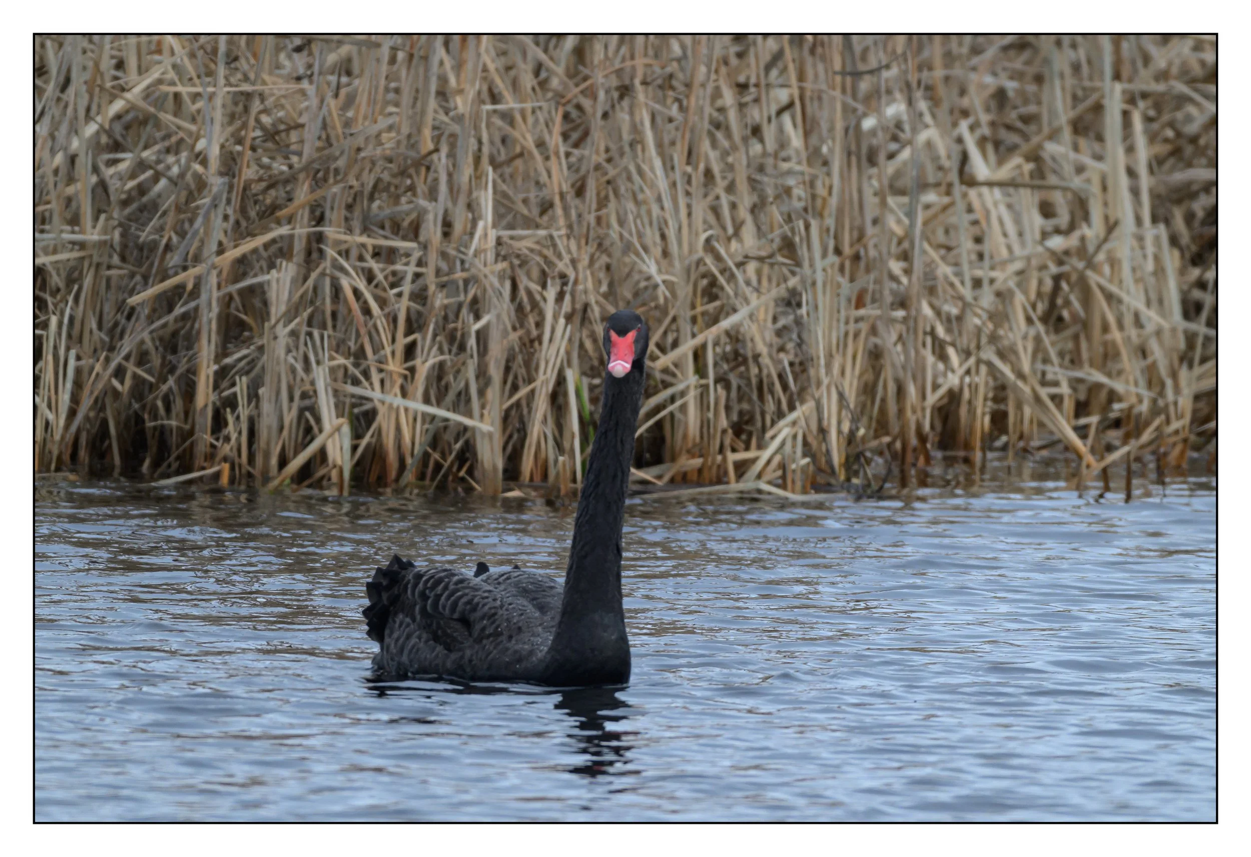 Black Swan