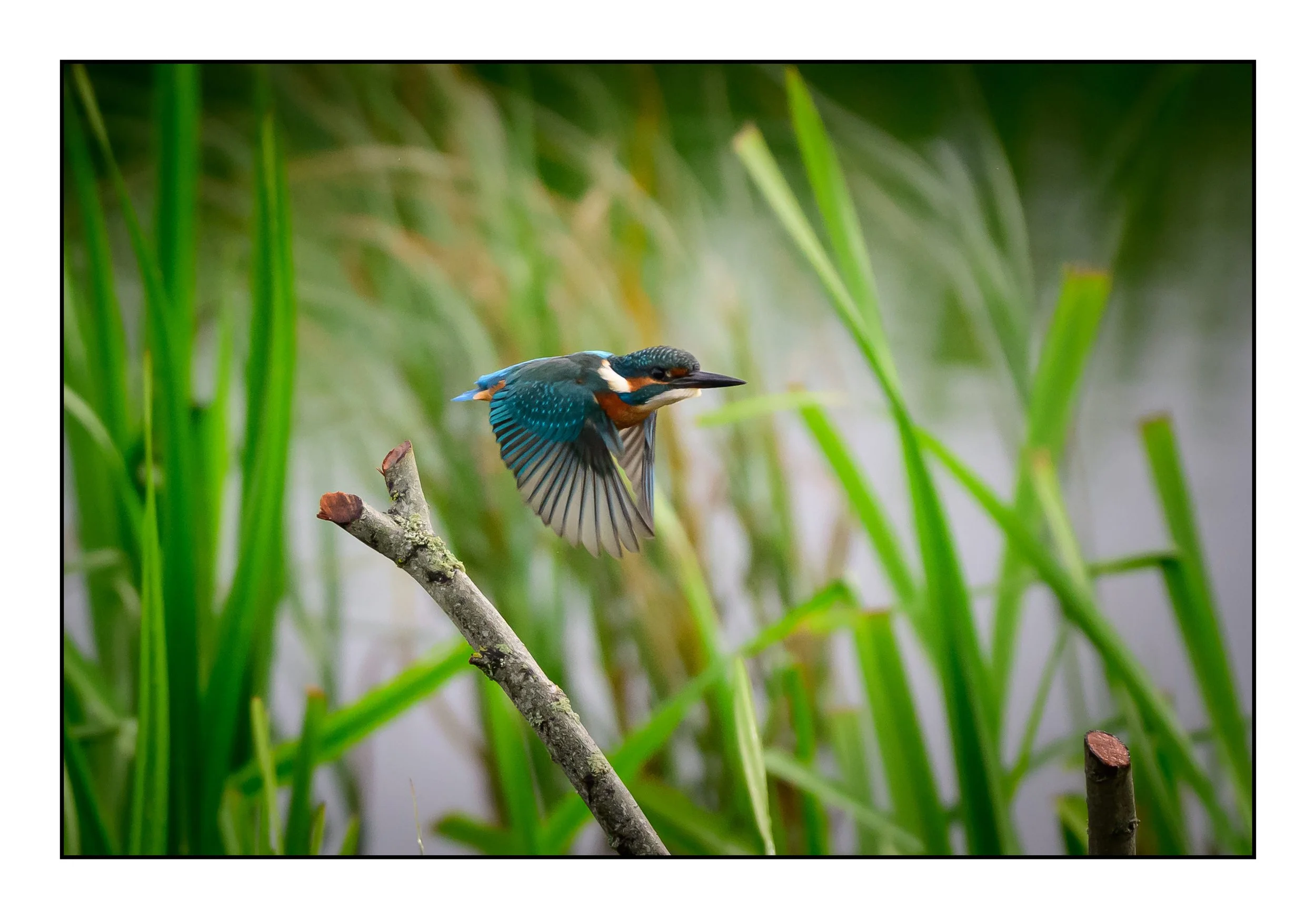 Kingfisher