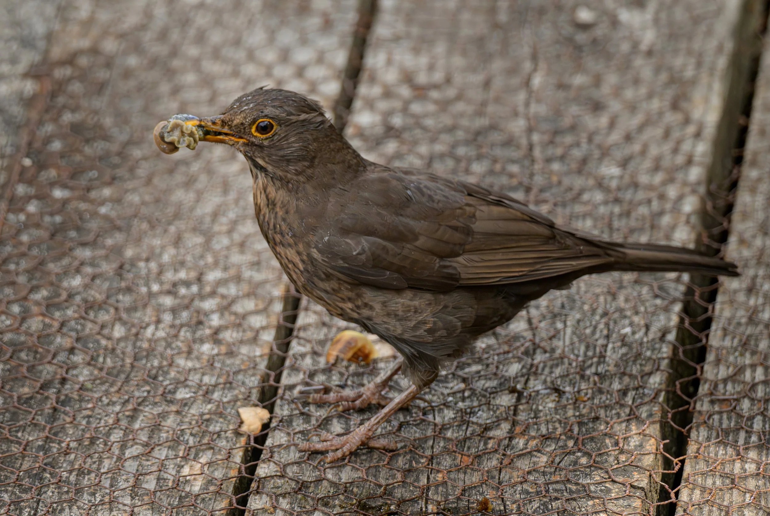 Song Birds_0044.jpg