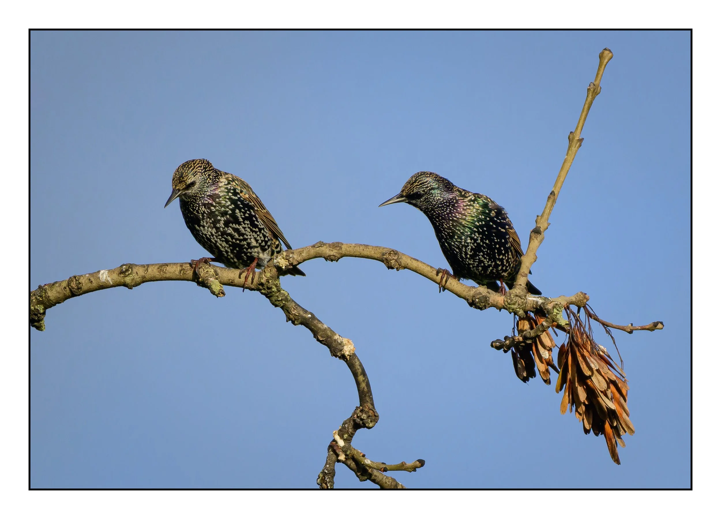 Song Birds_0014.jpg