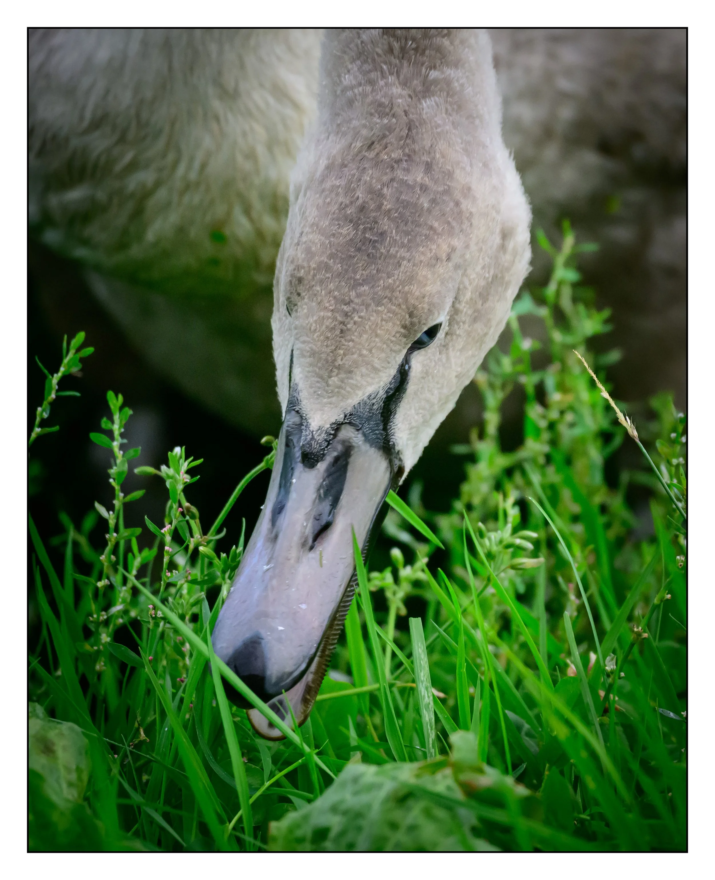 Mute Swan