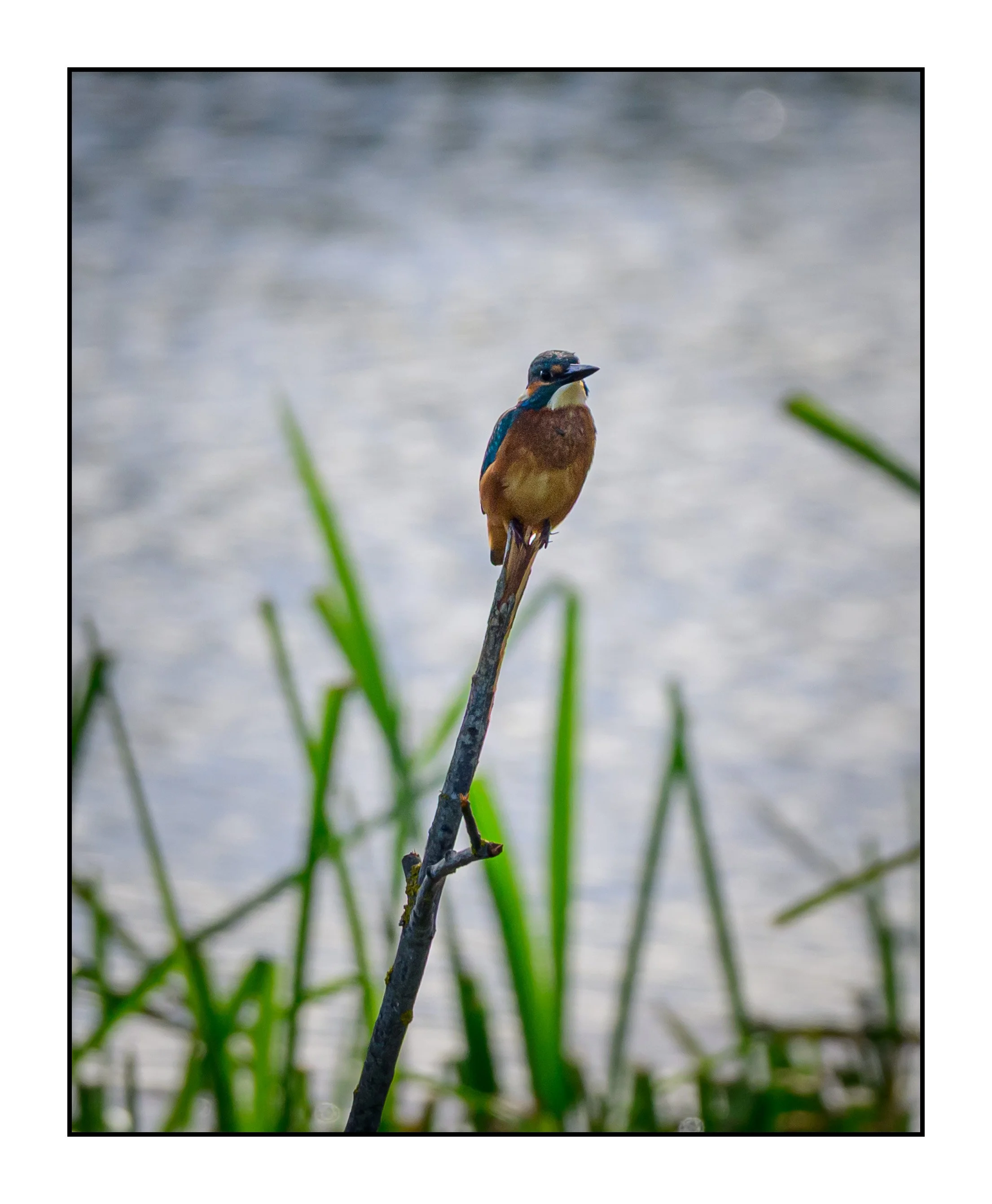Kingfisher