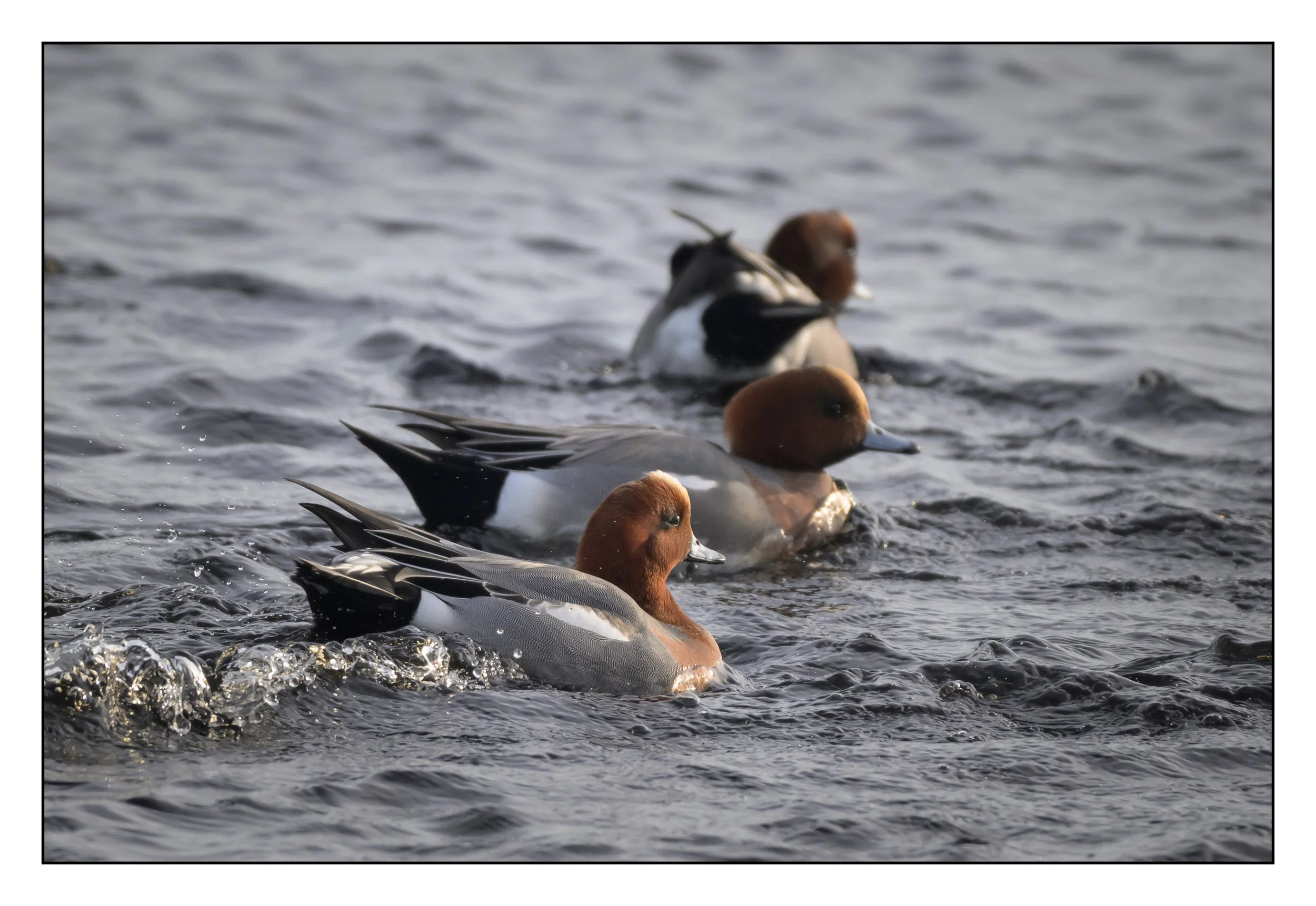 Wigeon