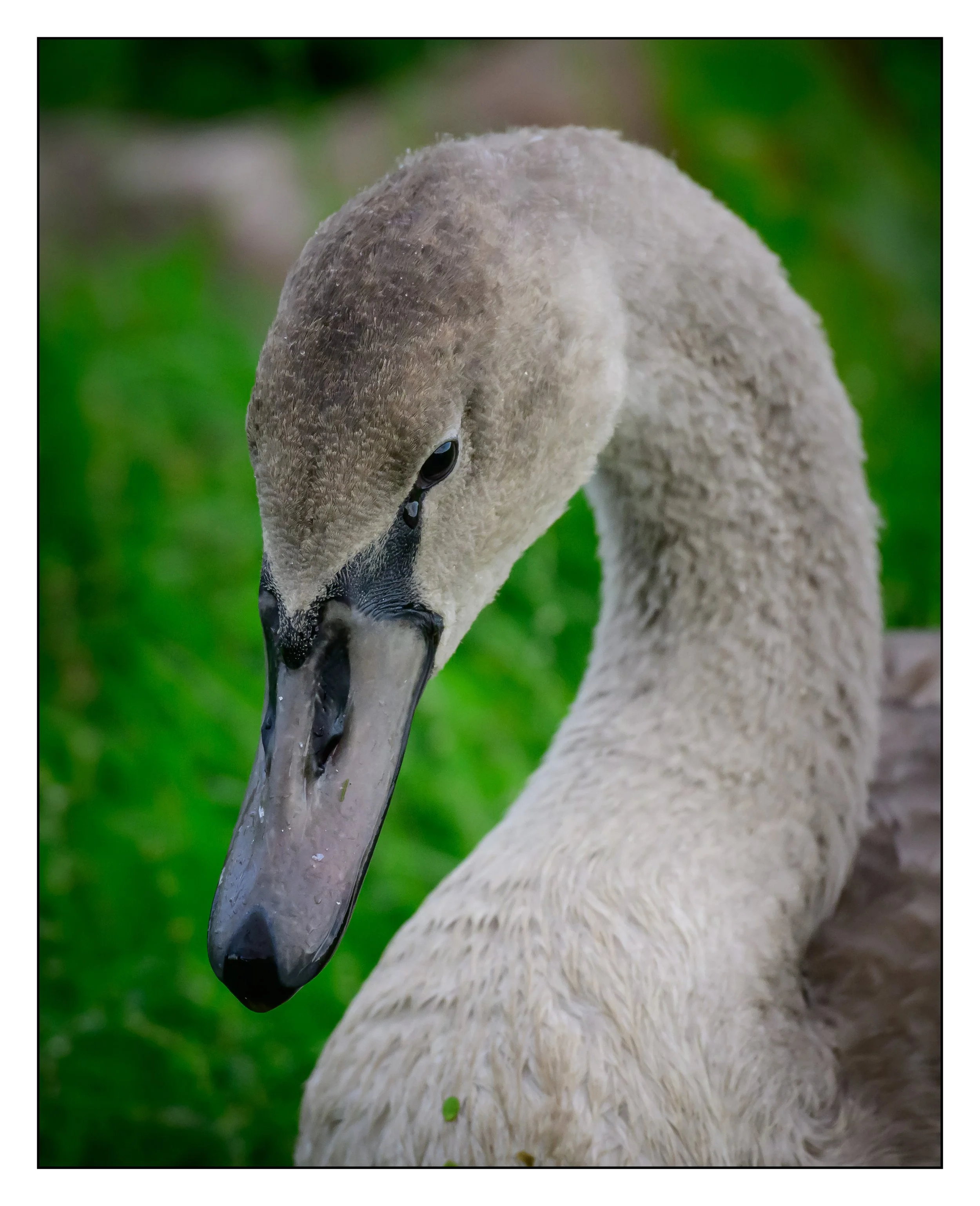 Mute Swan