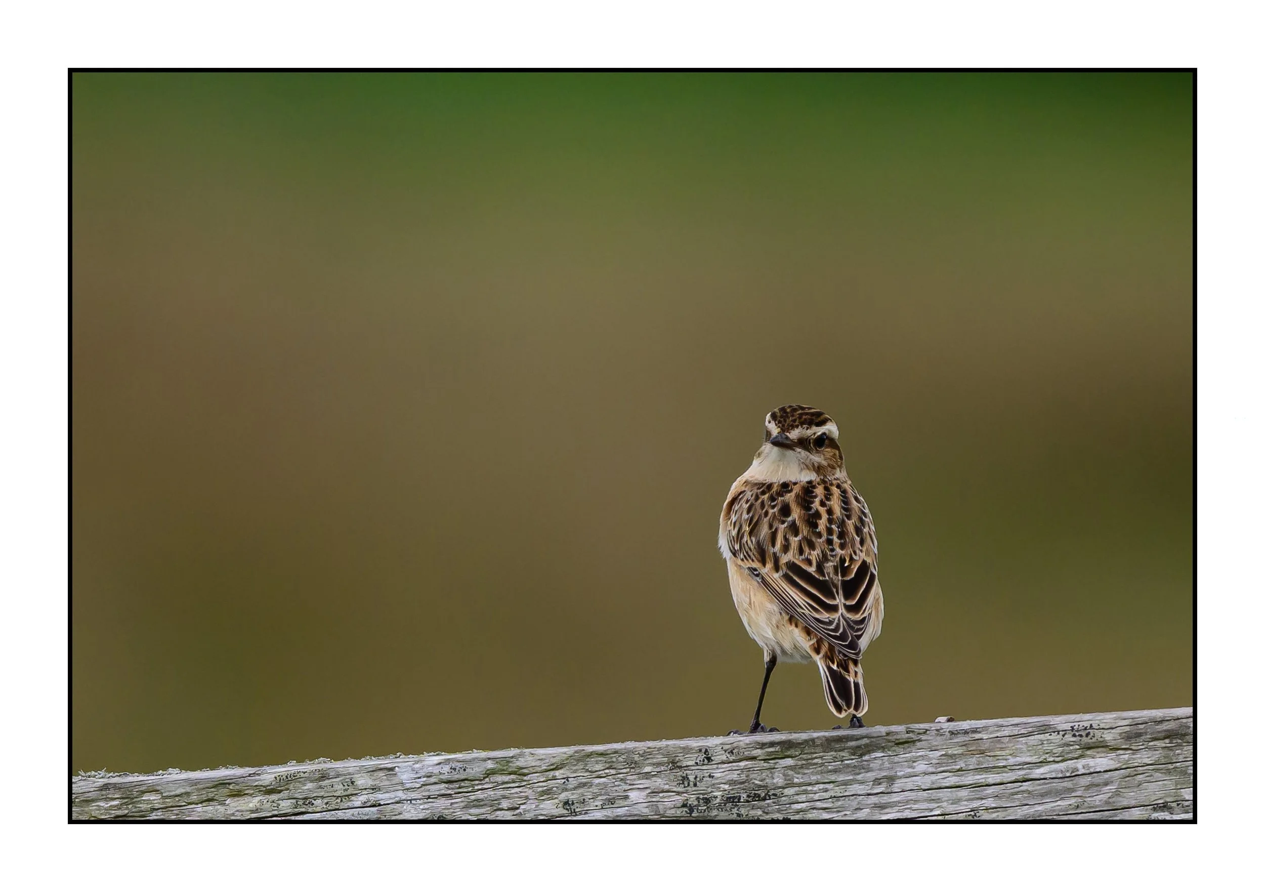 Winchat