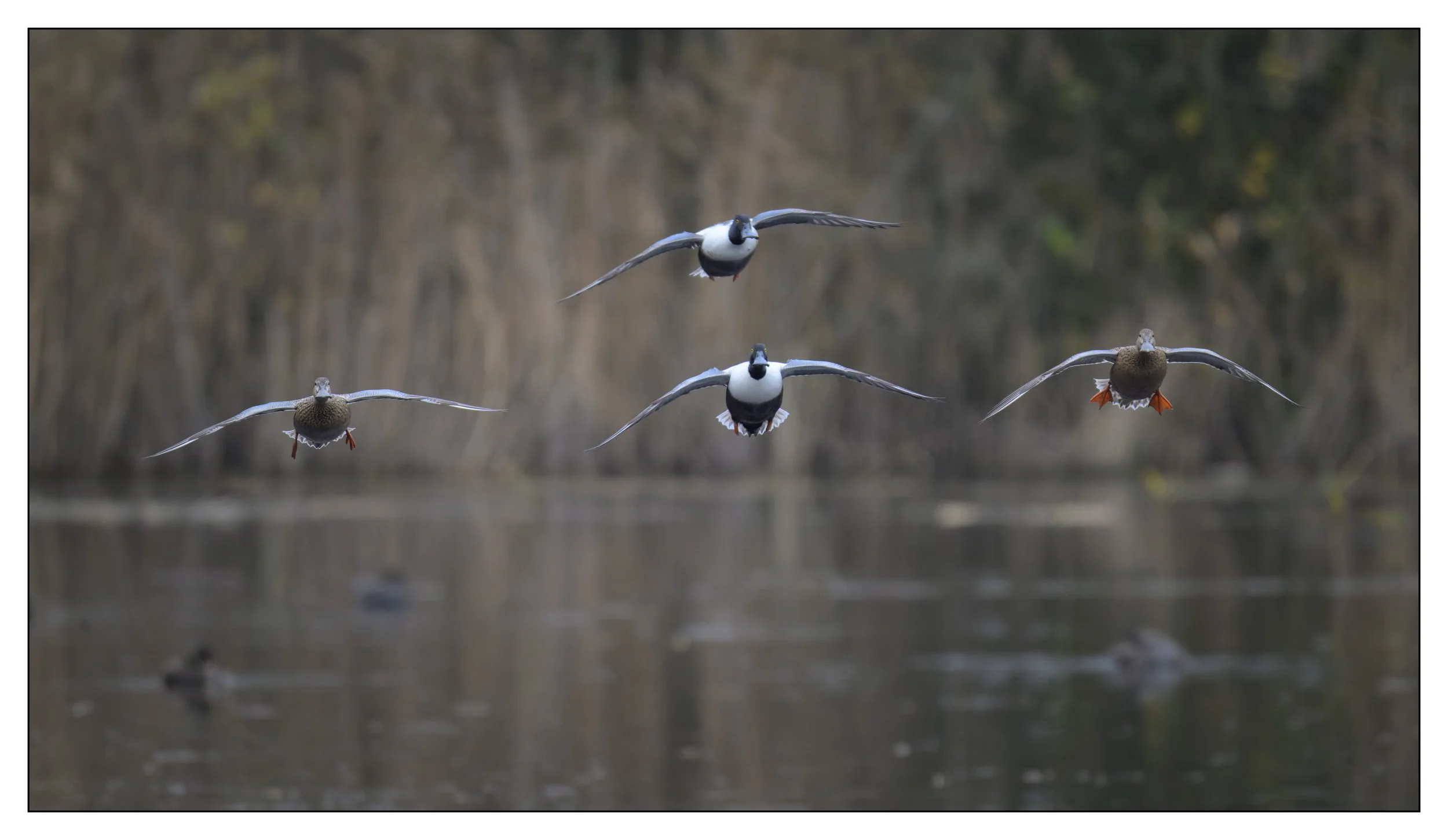 Northern Shoveler